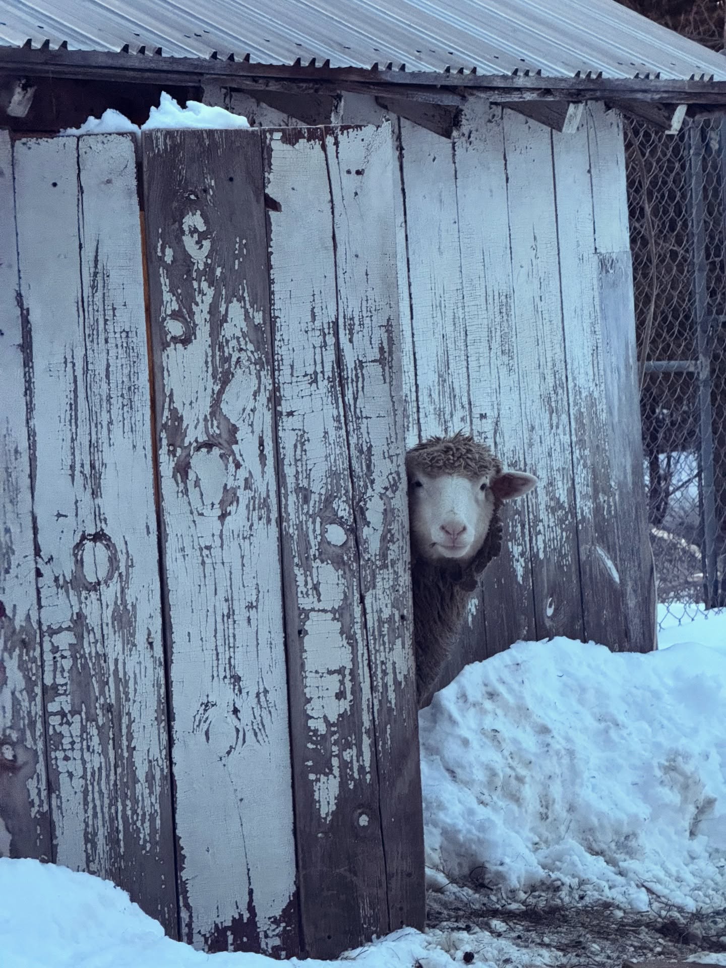 We are prepping for cold, ice and maybe just maybe the likelihood of lambs during negative degree weather, again.
Houdini who is not pregnant is not phased by any of this and just loves to hang outside in the sunshine without a care in the world.
#lambwatch #stealmysunshine #sheepfarming
