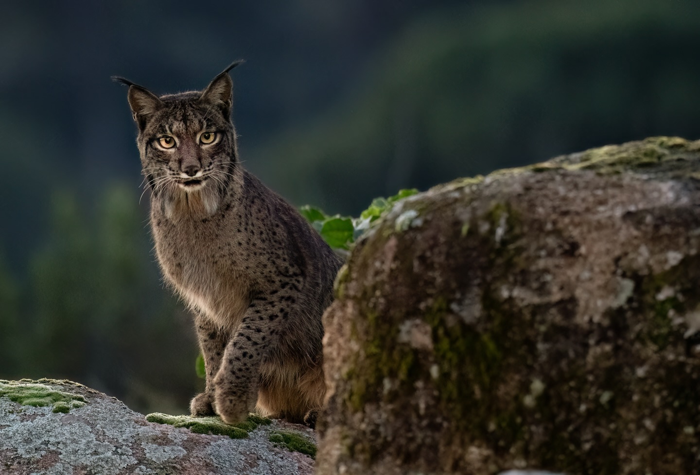 Obsessed with Lynx ear tufts.
.
.
.
.
.
.
.
#iberianlynx #lynx #spain #wildlifephotography #wildlifephotographer #earthcapture #wildlifeonearth #featured_wildlife #wildlifeaddicts #wildlifeofinstagram #nature #naturephotography #instawild #naturelovers #nikon #nikonphotography