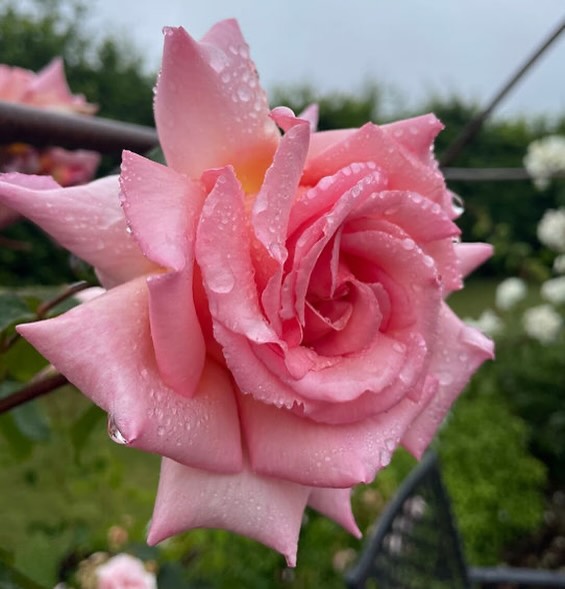 ❤️ Compassion ❤️ Probably one of the most popular roses in The UK, anywhere you go you’ll spot one of these beauties climbing over a door or along a fence. has dark wood and bushes out from the base, so looks good as a pillar rose or can be grown as a shrub as well as a climber. This is one of the most useful and trouble free varieties, disease is rare and its demands are few. The blooms are carried from early summer to late autumn, sometimes it even has a bloom at Christmas, the bush is rarely without a flower the whole of this time. If the summer is wet it is an excellent variety for cutting and filling your house with the scented well formed flowers. Everything about this rose is easy, promise. If you can only have 1 rose have this one!
Tell us in the comments if you have a Compassion rose in your garden, surely lots of you do!
eight - 3m x 2m
Fragrance - Strong, fruity and sweet
Colour - Salmon Pink
Bloom size - Large
Flowering - Repeat flowering
Available to order from our website, link in bio.
#gardeninspiration❤️ #garden #rosegardening #fragrantroses #pinkrose