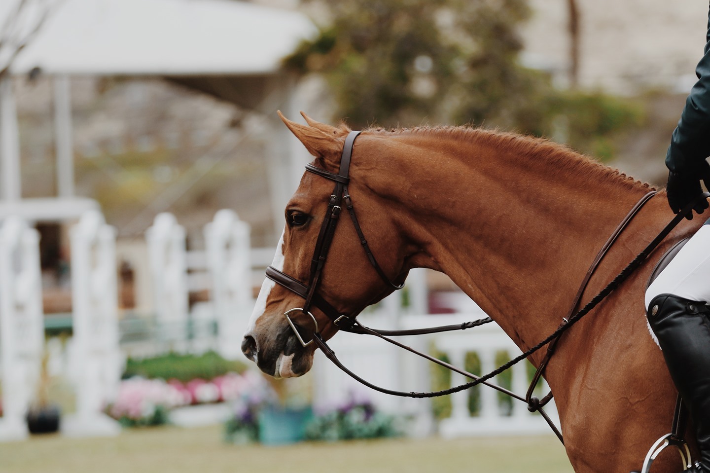 Aaaaand relax!! ☺️Hooray for the weekend!🎉
I hope you all have had a relaxing weekend.
It is so important to have those days to recover and relax, especially if you are riding your horse competitively and training often! 🐎
In what ways have you relaxed this weekend?
Comment down below?
#weekendvibes #ilovemyhorse #horseridinguk #albionsaddles #jumpsaddle #showjumping #workinghunter #equitation #equipe #fairfaxgareth #fairfaxsaddle #saddles #horsesaddles #girlsthatride #horserider #countrylife #adayinthelifeofasaddlefitter #equestrianlife #horsesofinstagram #horses #stirrups #saddlefacts #saddler #equestrians #Saddletrader #saddletraderuk #saddlesforsale #equestrian #equestrianlife #horsesarelife