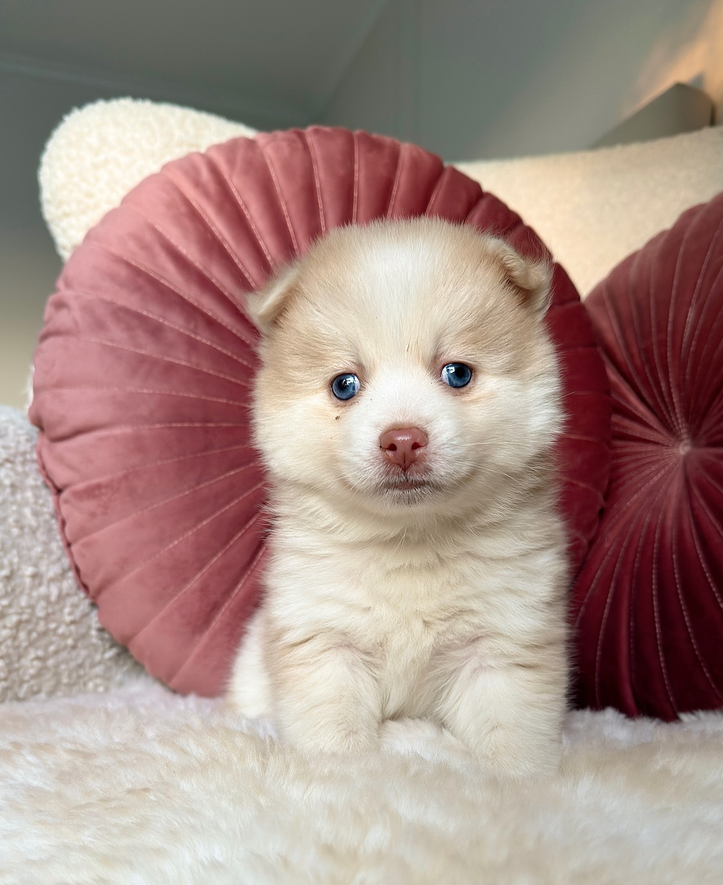 Hallo du… 🤍
ich hab mich heute extra hübsch gemacht..siehst du meine blauen Augen?
Ich bin Finn und ich bin so ein braver, ruhiger kleiner Gentleman. Ich drängel nicht, ich schreie nicht..ich sitz einfach da und warte, bis mich meine Familie findet.❤️
Ich bin ein Pomsky-Rüde aus amerikanischen Linien und ich bin wieder frei, weil sich jemand am Ende doch eine andere Farbe gewünscht hat.
Aber weißt du was? Ich bringe dafür etwas viel Wertvolleres mit: ein sanftes Wesen, ganz viel Liebe und dieses „Ich bleib bei dir“-Gefühl. 🤍 #pomsky #pomskypuppy #pomskydeutschland #pomskylife #pomskyvanessa