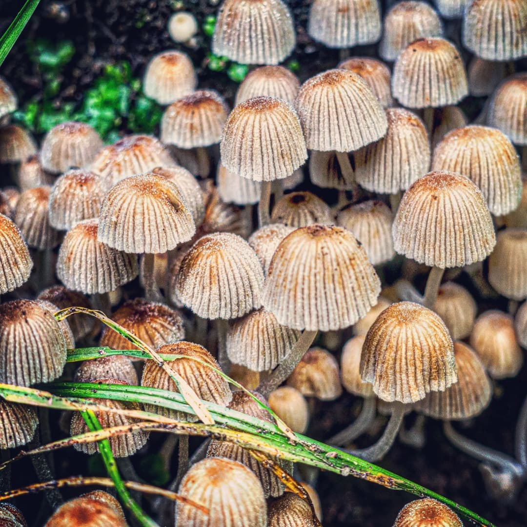 Lbm's. Could be a Psathyrellaceae (brittlestem) or Marasmiaceae (parachute) any ideas? #lbm #littlebrownmushroom #mushroomidentification #mushroomsofinstagram #mushroom #fungi #namethatshroom #fungiphotography #fungiofinstagram #mushroomgrowing #mushroomhunting #mushroomfarm #hampshire