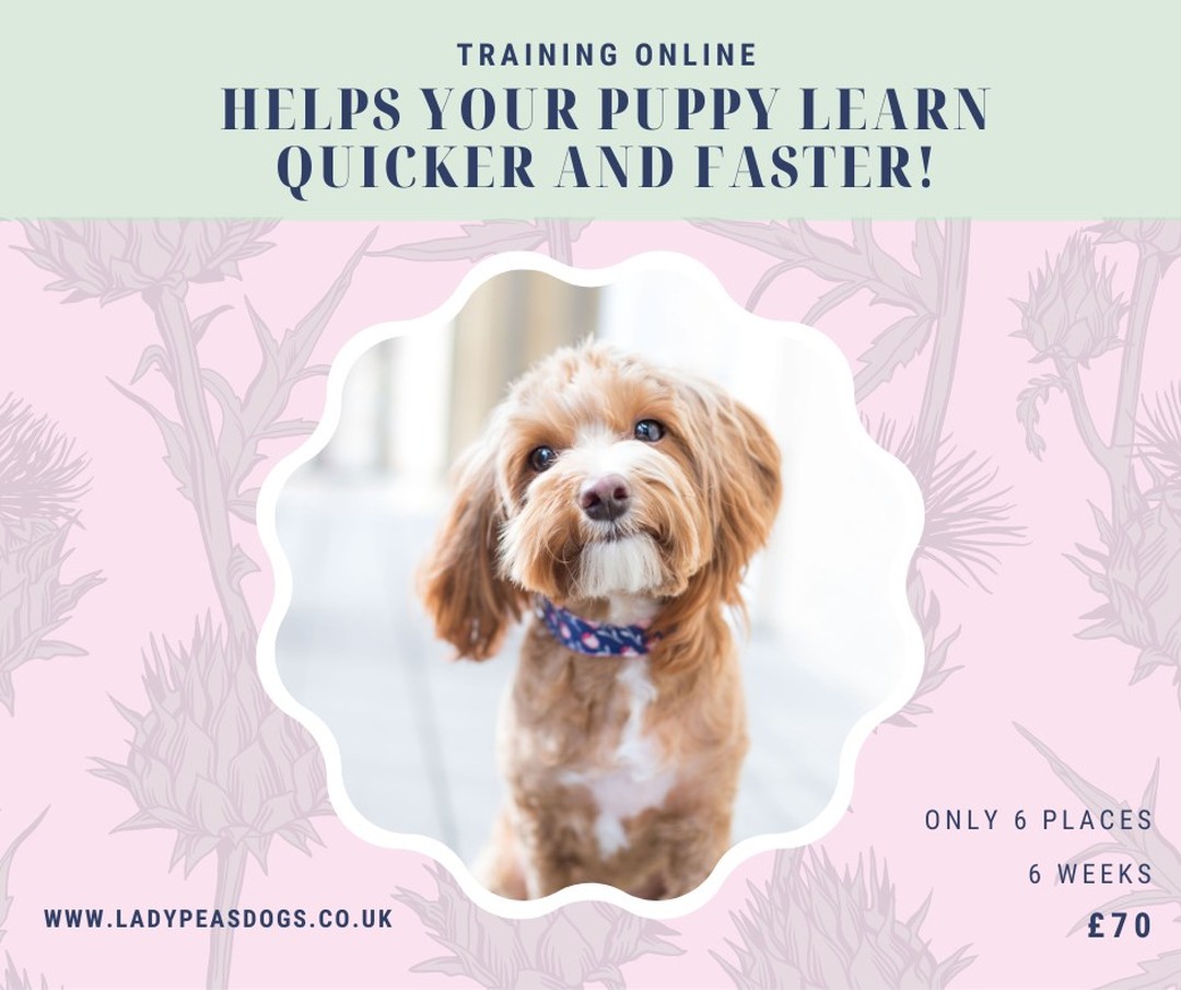 Have you just got a new puppy? or are you having issues with house training, recall, drop or loose lead? ever your issues are we can help. Join our next 6-week class that is starting on the 5th April at 6.00pm.
Limited spaces
click to get booked on https://www.ladypeasdogs.co.uk/offers/eAvbMkvW/checkout
#dogs #dog #puppy #puppies #ladypeasdogs #teenagedog #teenagedogs #lincolndogtrainier #locationdoesntmatter