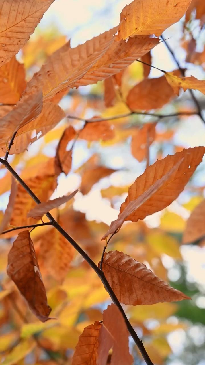 Introduce harmony and love into your home with Anant Prem — a 24x30 Vastu painting crafted to balance energy and enhance relationships. Hand-painted with traditional Vastu principles, it’s perfect for the southeast corner of your space. Transform your home into a sanctuary of peace and prosperity. Shop now: https://wix.to/HVkzXFA
#Vastu #HomeDecor #ArtForHome #InteriorDesign #AnantPrem Vishvakrit