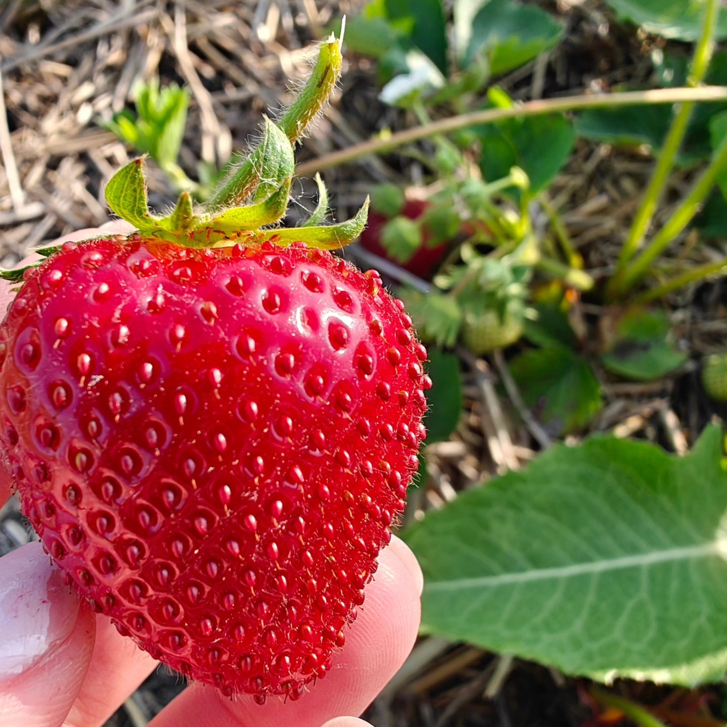 The berries ๐ are still taking there sweet ol' time...but more and more show just like this perfect lil' guy every day!
Thank you all for your pre-orders, we are currently filling those while the majority of the field continues to ripen. I'm guessing new pre-order opportunities will be available next week (mid-week) with a potential for u-pick the following ๐๐
Come on sunshine โ๏ธ ๐ and make these berries ripenโ๏ธ๐
#BirchfieldFarm #MichiganStrawberries
www.thefarmatbirchfield.com
