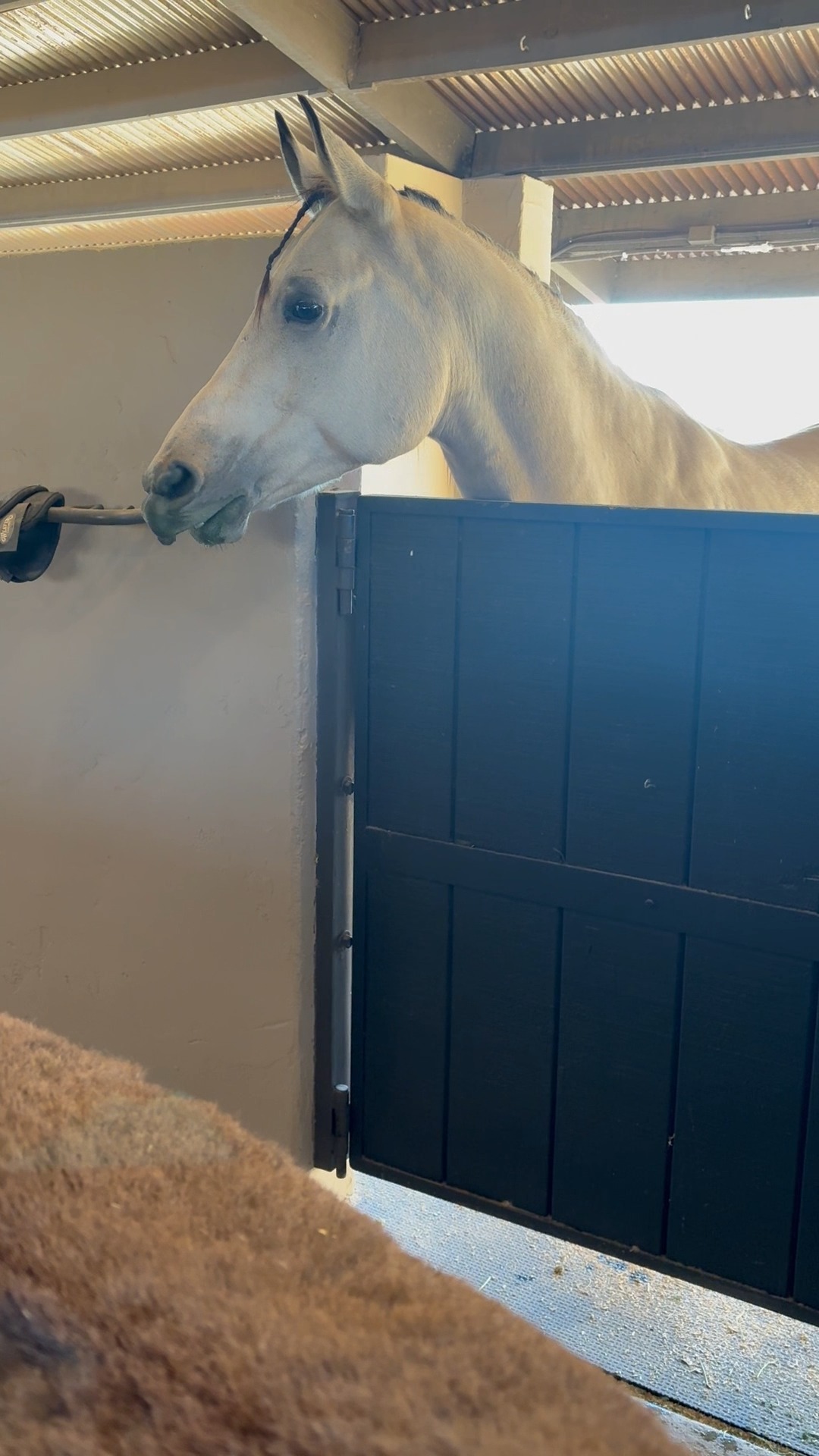 Clyde doesn't discriminate when it comes to snacks, but we think that watermelon might be one of the best he's tasted.