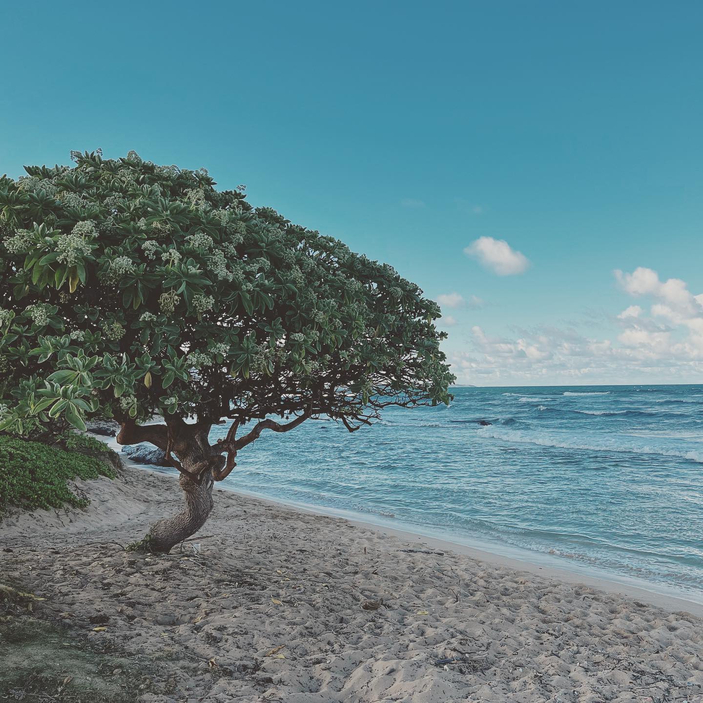 Not the worst job site, we must admit. Something fresh coming soon on the coast of Kauai—stay tuned 🌊 #11fiftynineworks