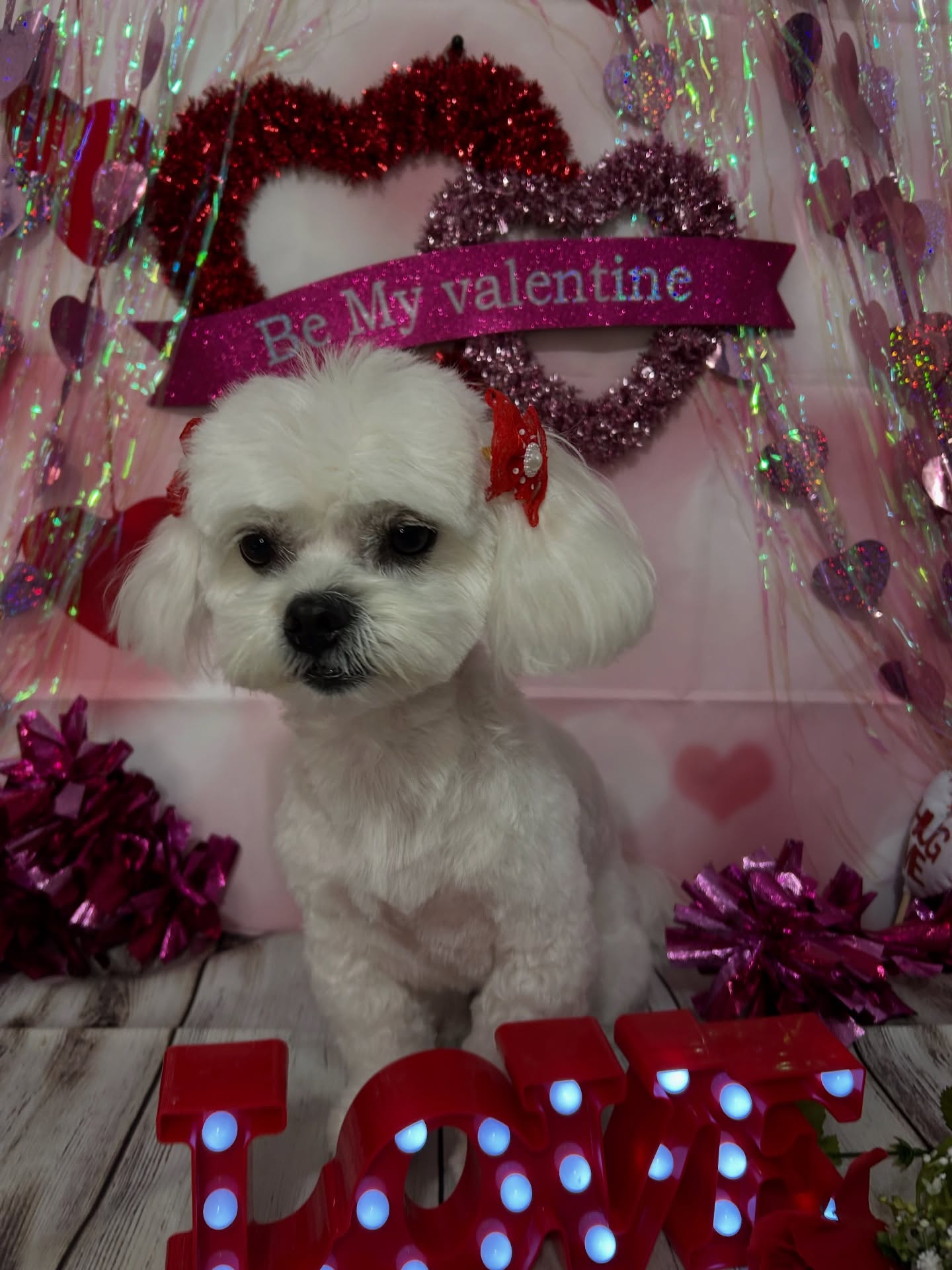 Honey for the L🩷VE 💌
#pawshcle #valentinespuppy
#clevelanddogs #clevelanddoggroomer #clevelanddogsofinstagram