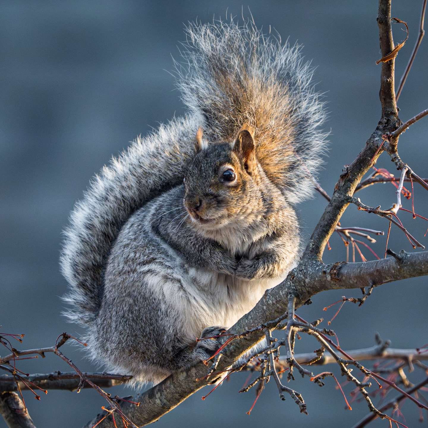 National squirrel appreciation day. My Super Bowl 🐿️😤📸
#NationalSquirrelAppreciationDay #squirrellove
#WildlifePhotography #universityofmaine