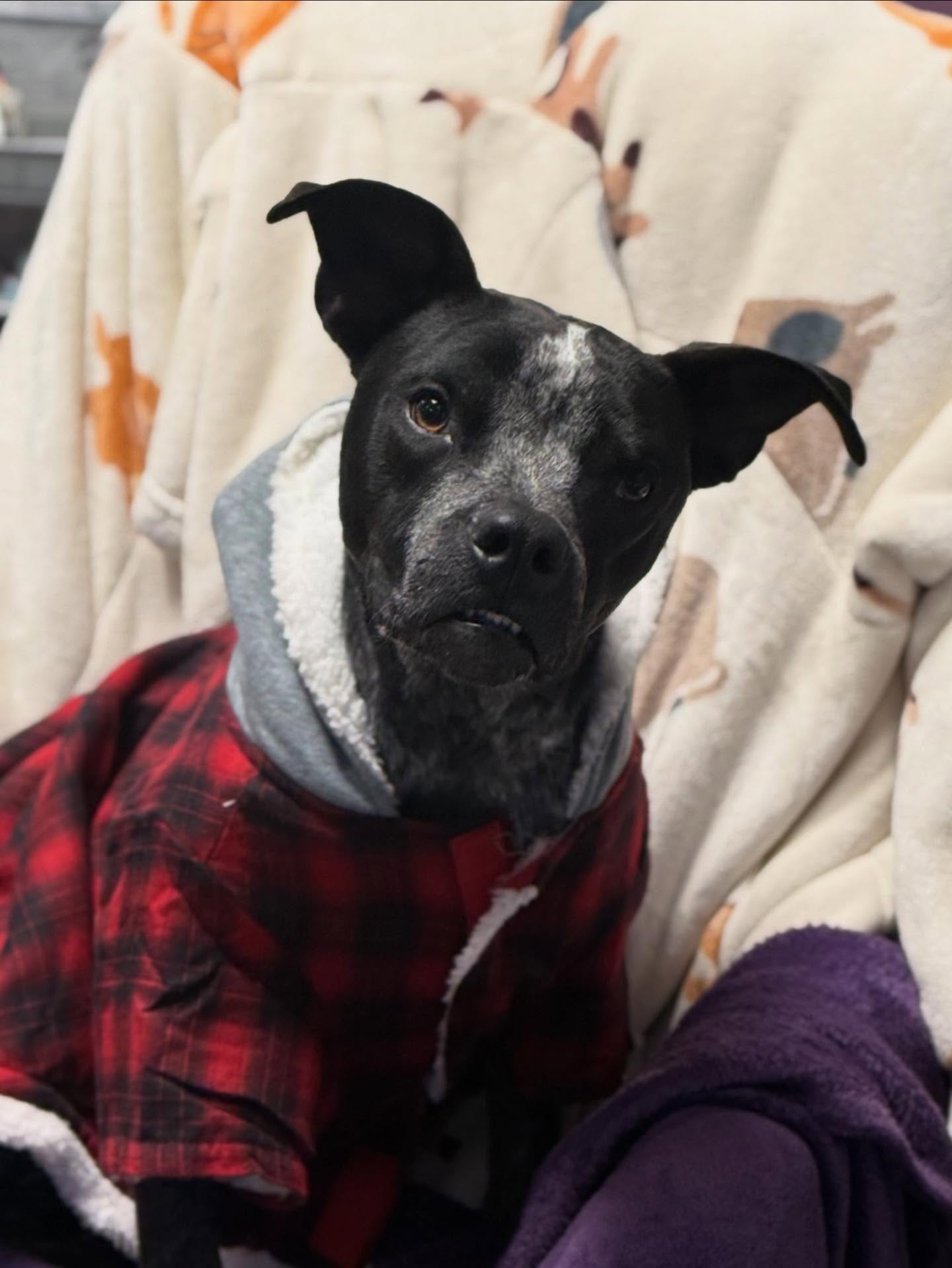 Freezing temperatures and a winter storm are headed to Fort Worth. This weekend will be extremely dangerous, life-threatening for outdoor animals.
This is a judgment-free post. If you or someone you know has outdoor pets or community animals that need help staying warm, please reach out. We are working with Judy from @taoanimalrescue to get cold-weather supplies out to those who need them most in the Fort Worth community.
While there will be no animals outside at the shelter, we are also working closely with Fort Worth Animal Care & Control to help ensure animals and staff are supported during this weather event.
How to help:
Fostering- If you are able, please consider fostering to open up much-needed kennel space for incoming dogs at the Fort Worth Animal Shelter. Email FWACCfoster@fortworthtexas.gov
Pictured is Stitch (A0060007809) is 1 year old, 40 lbs, neutered male, and dog friendly!
If you can help deliver supplies with Judy, or if you have other resources available to help, please comment below.
Donate: https://taoanimalrescue.com/donate/ and https://www.cowtownfriends.org/donate