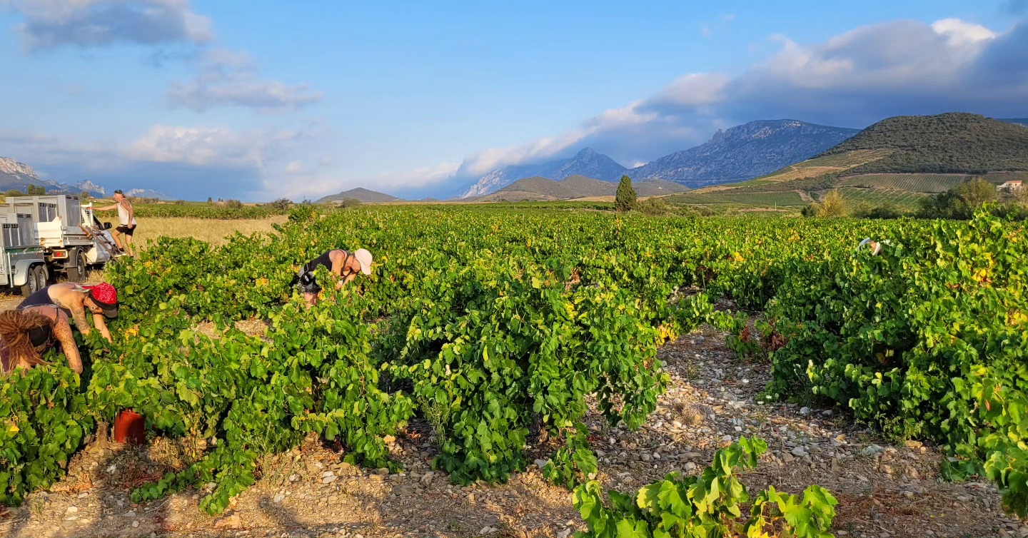J2 récolte du macabeu à la Fount, Maury.