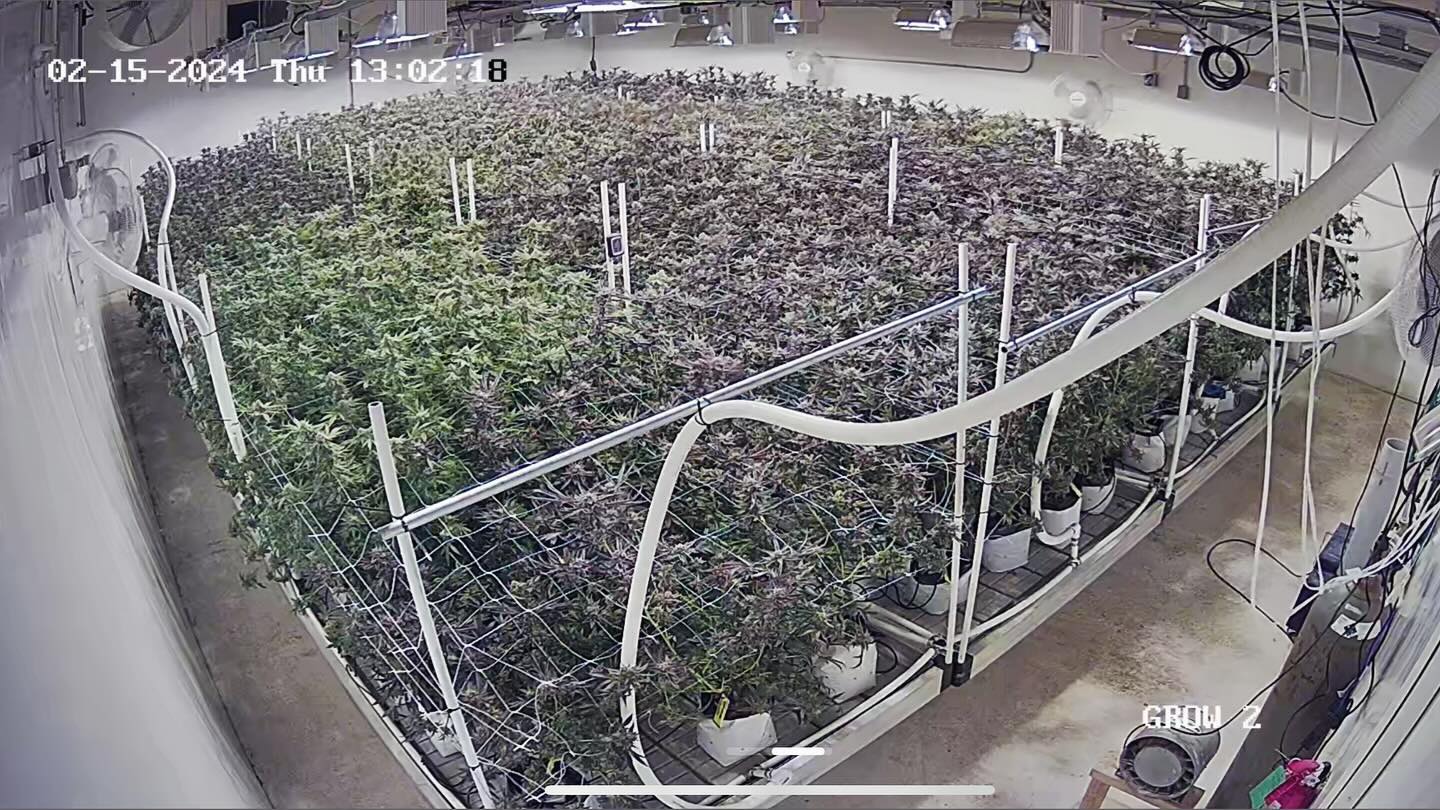 Gelato Cake, Trop Cherry x Ben Davis, Truffle Pops, Caramel Apple Gelato, Apples & Bananas x Superbuff Cherry and Gas Ass or Grass (that’s the green one 🤪)