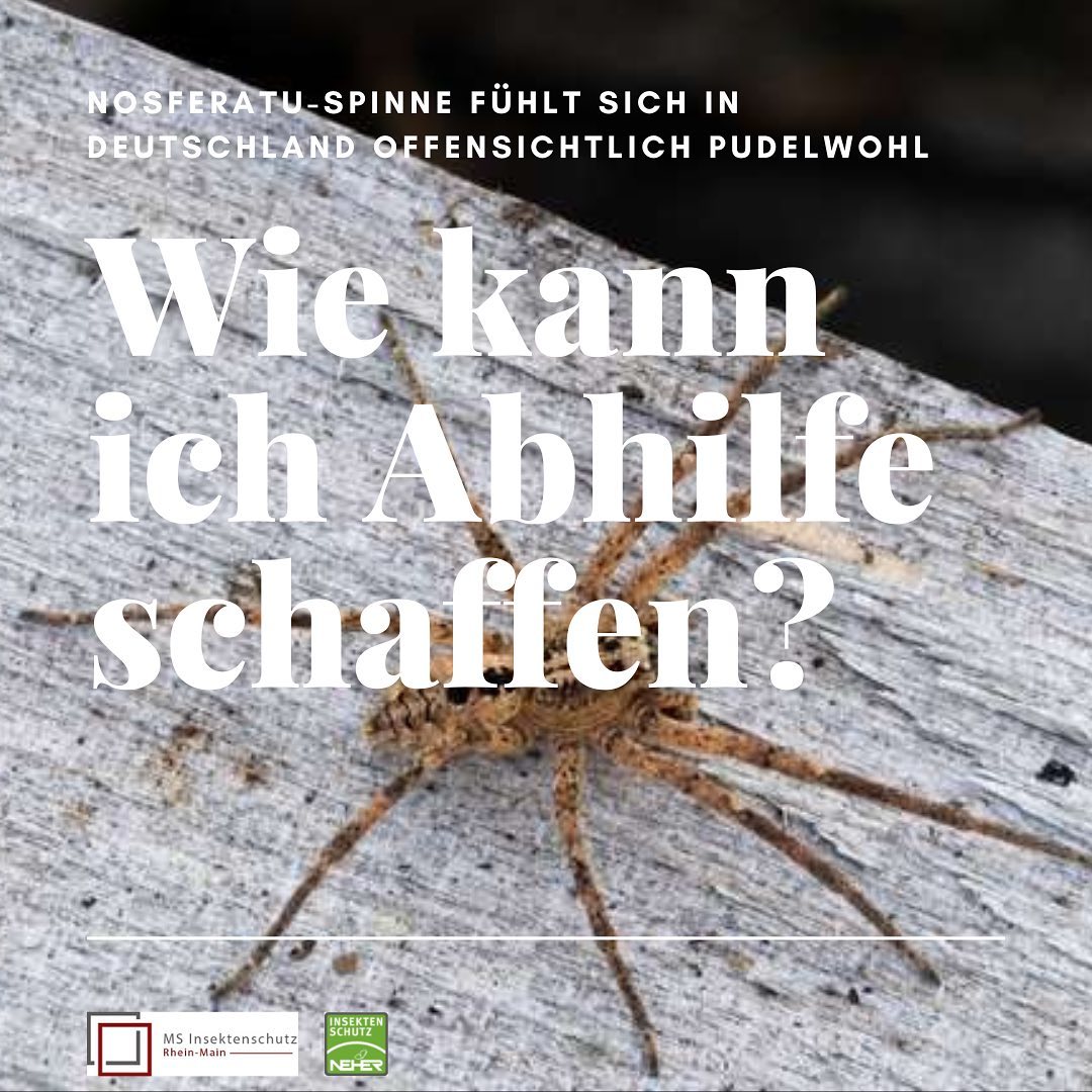 Die Nosferatu-Spinne wird in vielen Bundesländern immer häufiger gesichtet. Für gewöhnlich liebt sie die Wärme aus ihrer mediterranen Heimat. Aufgrund der nun einziehenden herbstlicheren Temperaturen, verirren sich die Tiere immer häufiger ins Innere. Durch das Anbringen von einem maßgefertigten Insektenschutz an Fenstern und Türen, finden die Tiere erst gar nicht den Weg ins Haus. Ihren individuellen #neherinsektenschutz im Rhein-Main-Gebiet finden Sie bei MS Insektenschutz. Wir stehen Ihnen in allen Belangen als kompetenter Partner zur Seite. Für jede Einbausituation finden wir gemeinsam die perfekte Lösung.
🟥⬜️insektenschutz-rhein-main.de
#fliegengitternachmaß #fliegengittertür #fliegengitterfenster #insektenschutzgitter #transpatec #transpatecgewebe #insektenschutzrheinmain #hausbau2022 #hausbau2023 #homerenovation #insektenschutztür #insektenschutzschiebetür #bauherren2022 #lichtschachtabdeckung #nosferatuspinne #richtfest