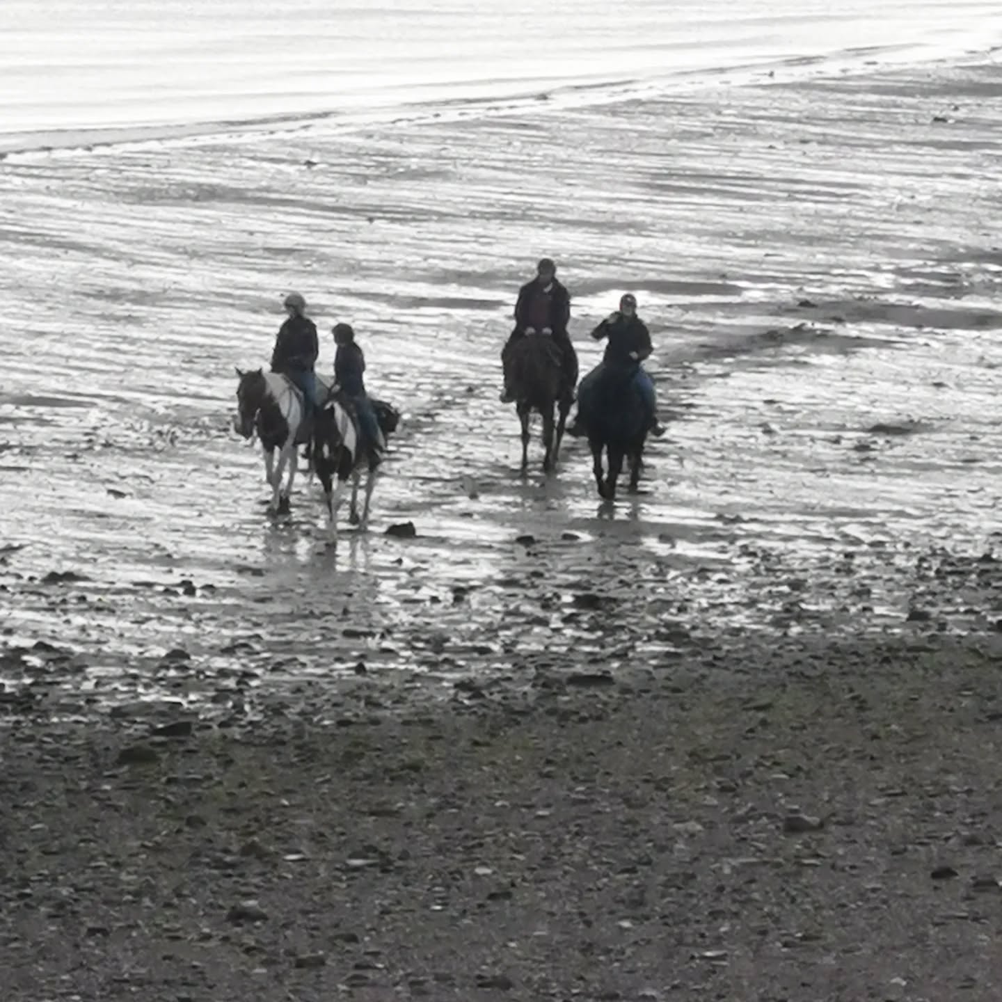 Drone shot Late fall beach ride #trailrides #beachrides #horses #lifeisabeach #horseback