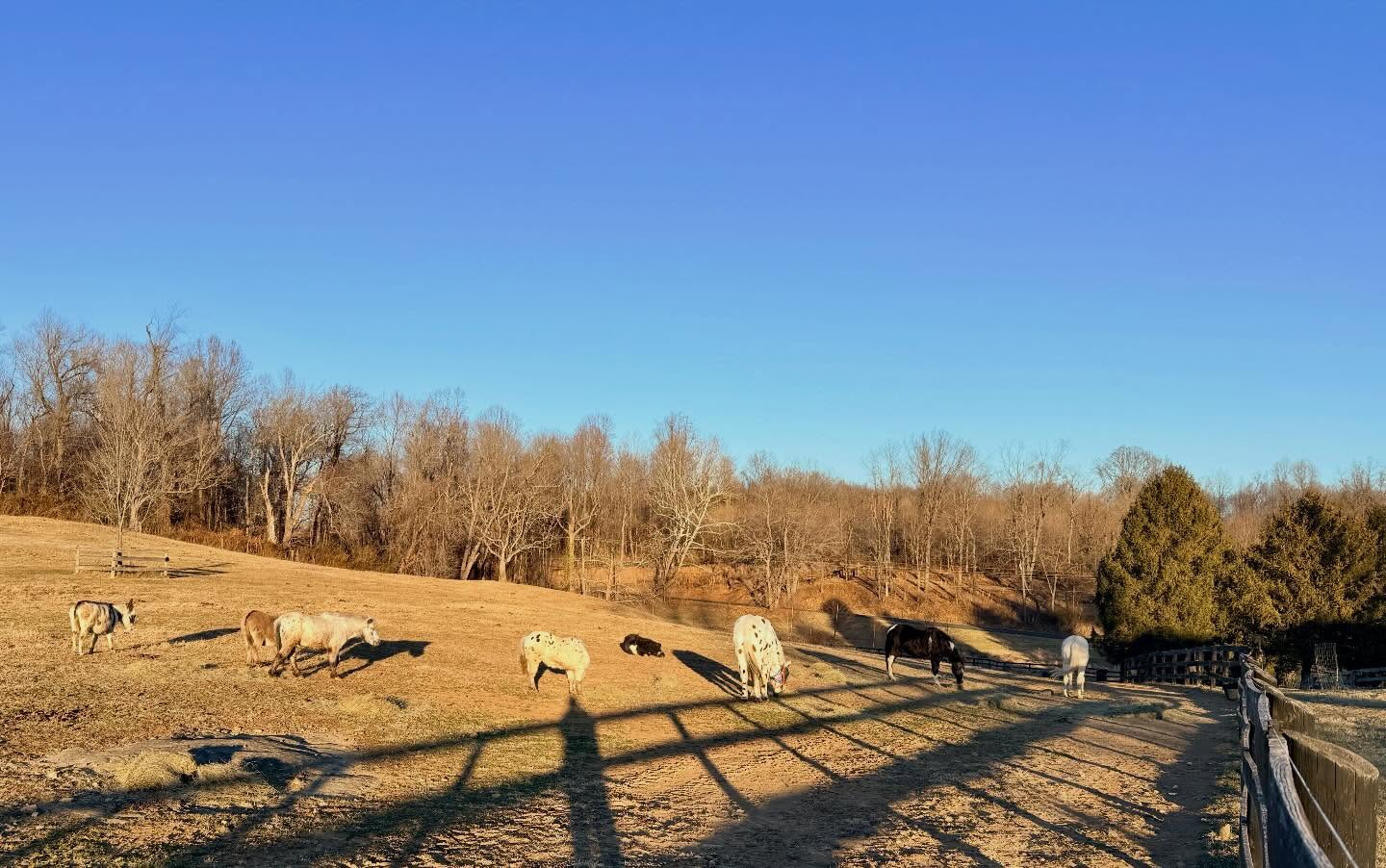 Team B is finally here! ๐๐ป This crew is joining us here in VA for their retirement ๐ Excited to have you here, Team B!
#piedmonthorseretirement #horseretirement #minihorseretirement #minidonkeyretirement