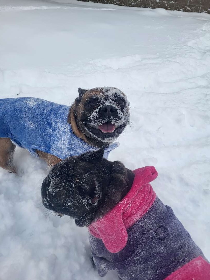 The pups took full advantage of the snow day ❄️