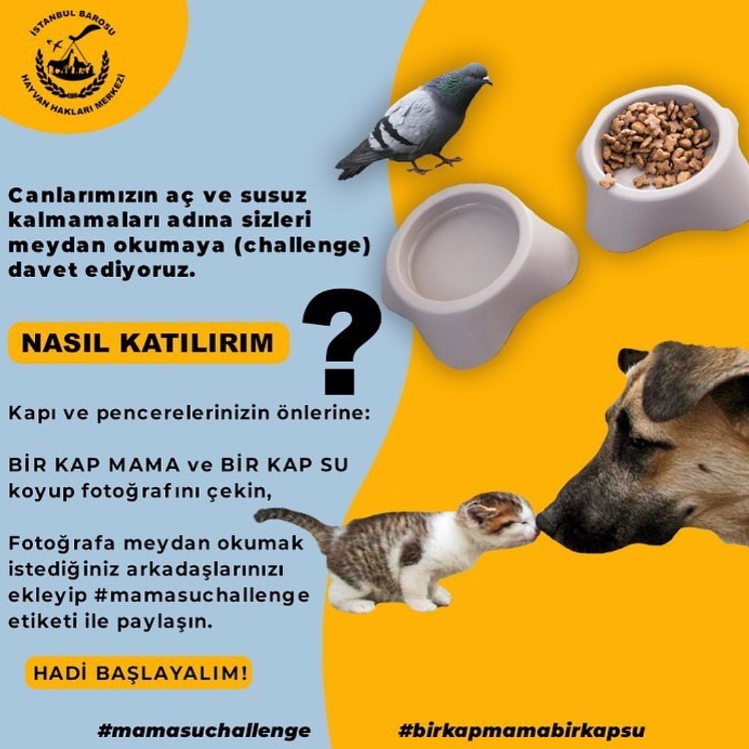 #mamasuchallenge
Hadi lütfen herkes harekete geçsin! 🙏🏻🐾🐈🐕🕊🐿🦔🧊🥣🍽🌳♥️
#hayvansevgisi #hayvandostları #yaşamhakkınasaygı