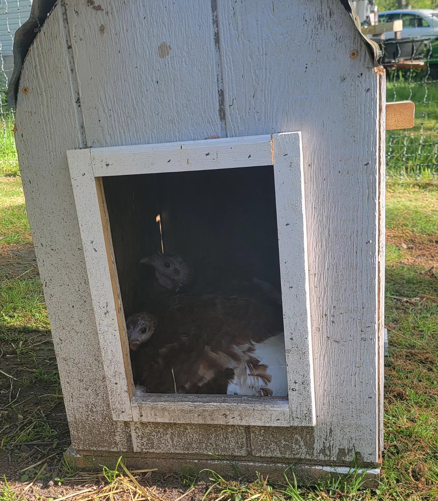 They have two egg boxes...but insist on sharing this one. Broody turkeys are extra dumb....