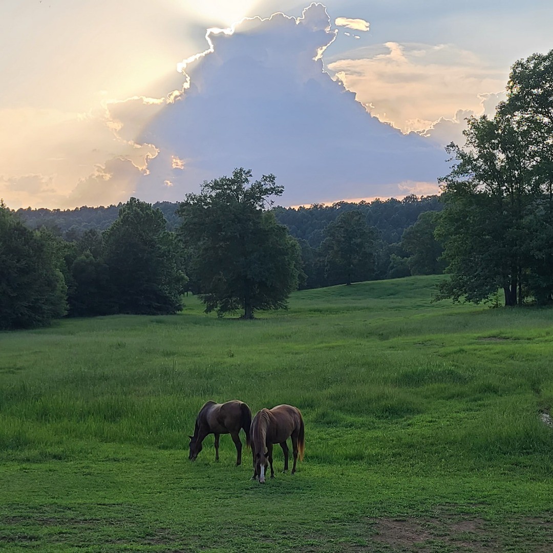 Our place is blessed by heaven. We invite you to bring your horse for a ride. $10 per horse per day. #paradiseinalabama #bestalabamatrails #horsetrails