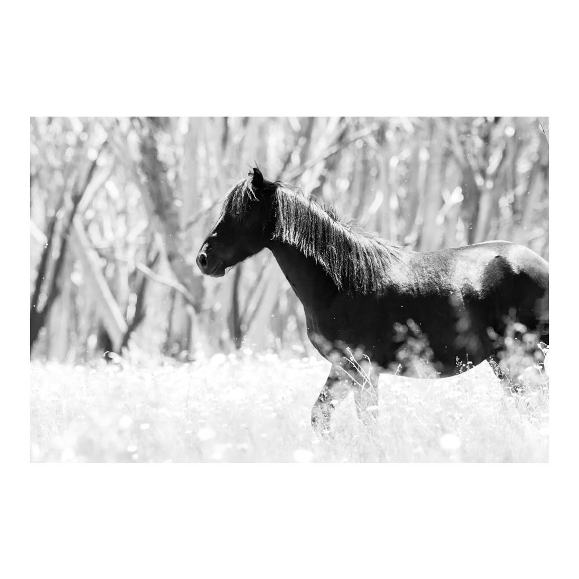 ‘High Plains Drifter’
.
Watching this beautiful Brumby stroll through the high plains of NSW was amazing to experience! I can’t wait to go back and spend more time there. 🐴
.
#australia #fujifilmgfx100s #fujifilm #australiagram #snowymountains #naturelovers #snowymountainsnsw #australiangeographic #nsw #nswaustralia #brumbies #highplains #seeaustralia #discoveraustralia #getoutstayout #horses #blackandwhitephotography #highcountry #landscape #landscapehunter #visitnsw #country @fujifilmx_au @travelaustralia @australia @visitnsw @explorensw_au @horse.addicts__ @snowymountainsnsw