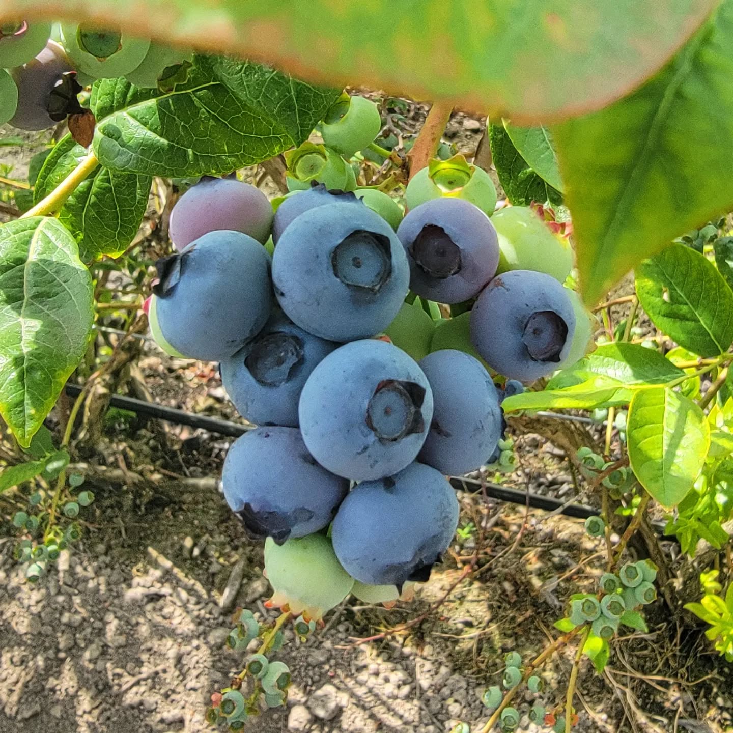 It's finally that time of the year!! Berry season is upon us. Our store will be opening on Sunday July 10. First up is the Duke variety ๐
.
.
.
#MaskeenFarms #Farm #FarmFresh #Growers #Blueberry #Blueberries #BlueberryFarm #Duke #Vancouver #Surrey #BritishColumbia #BeautifulBC #Beautiful #Love #Outdoors #Nature #Sun #Summer #Canada #2022 #Instagood #Instagram #Healthy #Healthyliving #Fitness