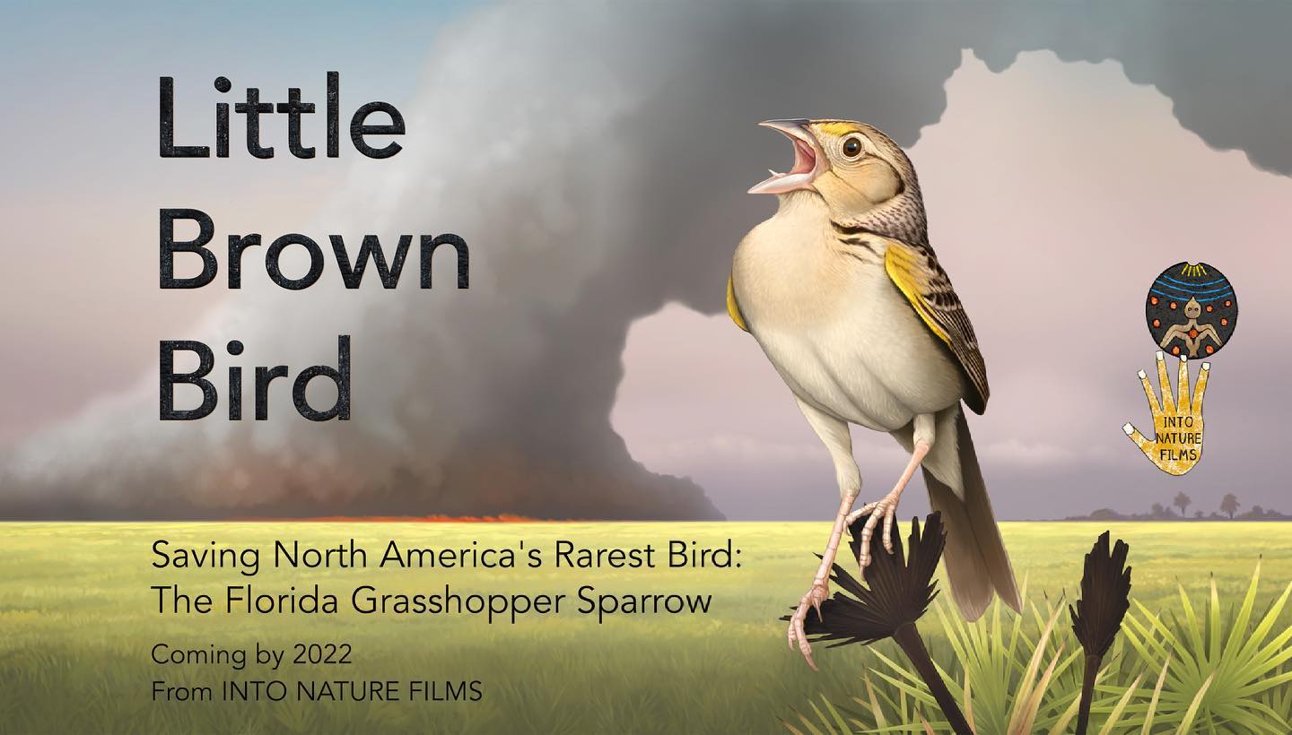 The Florida Grasshopper Sparrow is one of the most endangered birds in North America. Tax payers and conservationists have protected thousands of acres of habitat, yet this little brown bird continues to decline in the wild. Why? The reasons will surprise you.
‘Little Brown Bird’ is a documentary by Into Nature Films about the difficult journey to save the rarest bird in North America. Join us in the prairies of central Florida to unravel the mystery. On our burning blue planet, the little things matter. That is why we have dedicated ourselves to tell the story of this exquisite little brown bird whose survival depends upon the choices of humans.
Coming by 2022. Learn about our independent film fundraising here:
LittleBrownBird.org
Artwork supported by a seed grant from @thepollinationproject Thank you to The Pollination Project for helping us shine a light on this humble symbol of native Florida.
Artwork created by Chris Burney.
See more spectacular art by Chris here: https://flic.kr/s/aHsmPwBhBu
Sparrow in artwork inspired by photo from Christina Evans.
#FloridaPrairie #Firebird #FloridaBirds #KissimmeePrairie #FloridaGrasshopperSparrow #Fire #EndangeredSpecies #LittleBrownBird