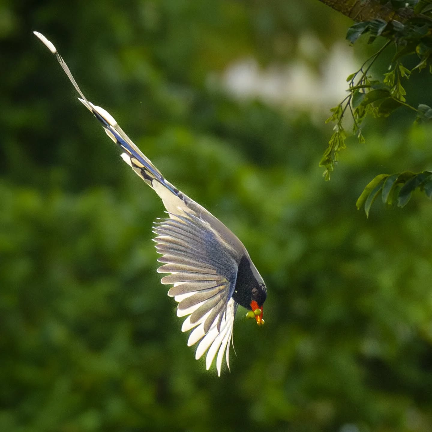 Taiwanese blue magpie. A sacred bird for Taiwan indigenous peoples. With its beautiful long tail, it does look mythical.
@aneyefordetails
#bird #birds #birdphotography #birdsofinstagram#animalsofinstagram #wildlifeofinstagram #wildlifephotography #nature #naturephotography #wild_perfection #wildlifeaddicts #nikon #bns_birds #planetearth #nationalgeographic #saveourplanet