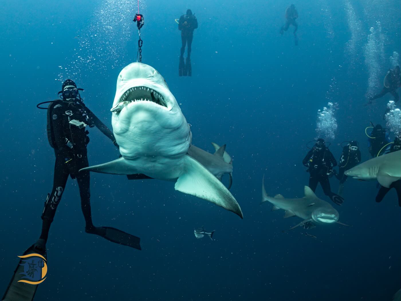 Veteran Shark Dive. Feb 13th. Only 2 spots left. Veterans dive for free. Civilians are 300$. Sign up by emailing jeff@subsurfaceveterans.com. @jsamuel215 @brunoraschio @bellablusharkmermaid @blackflag_charters #veteran #scuba #therapy #nauticam #nikonphotography