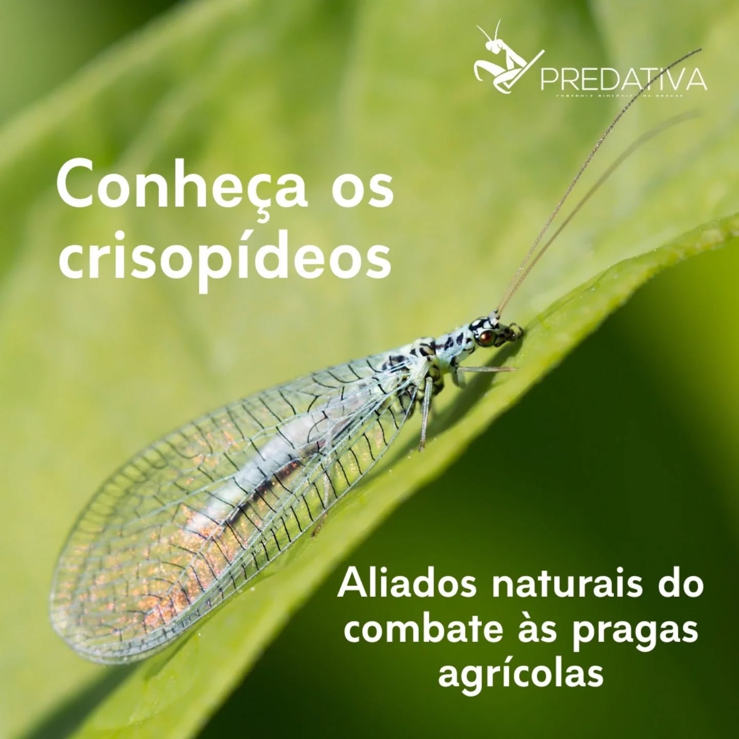 📞 Quer saber mais? Entre em contato conosco pelo link da bio ou nas redes sociais!
#crisopideos #agentesmacrobiológicos #biotecnologia #pragasagricolas #sustentabilidade