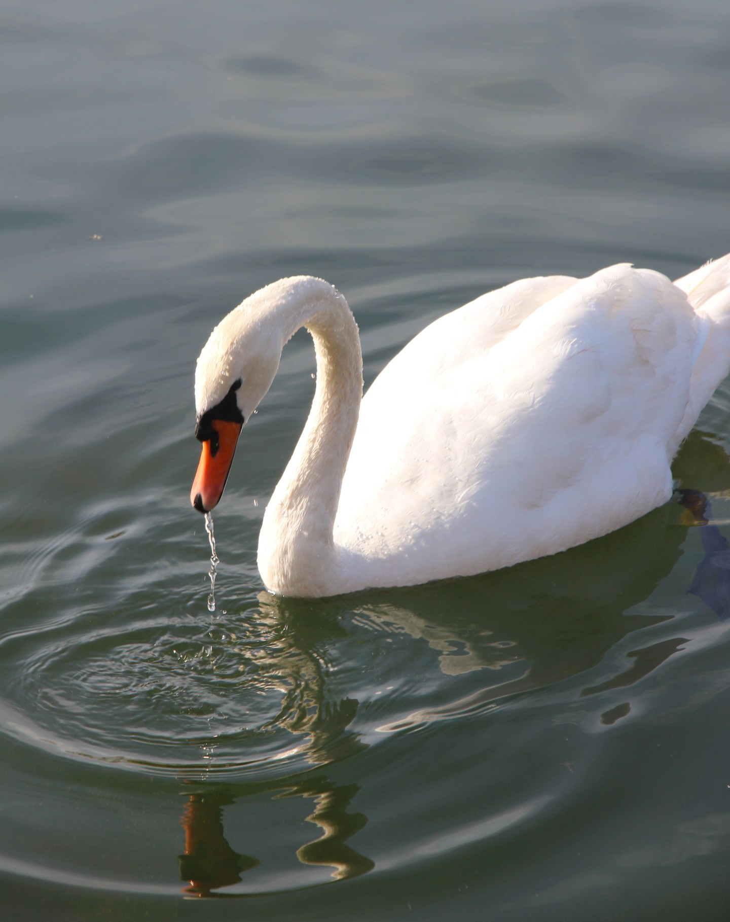 Emerveillement quotidien devant la richesse de la faune du parc.