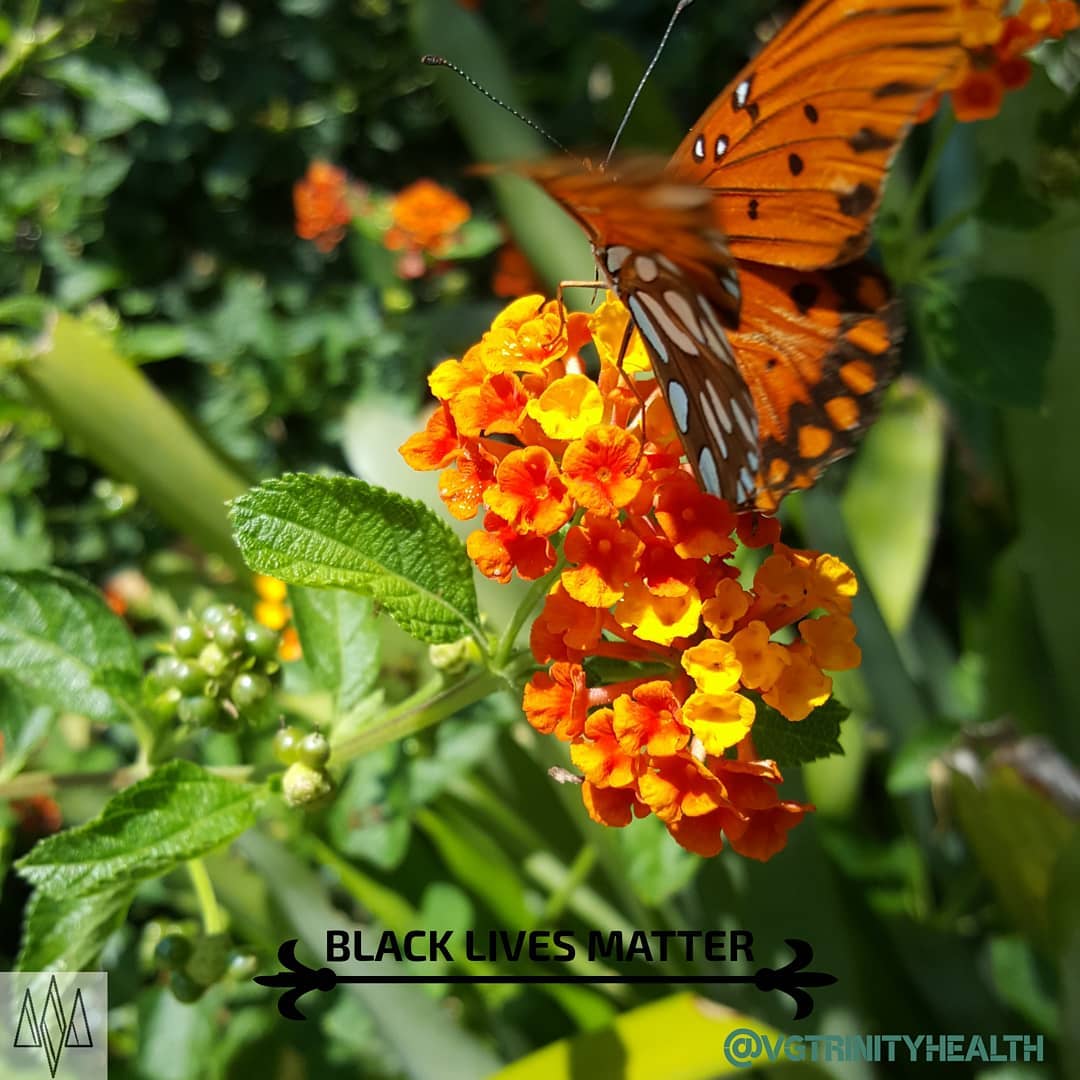 Taking a closer look can highlight the awesome! There is so much to appreciate when slowing down enough to notice.
.
.
.
This #butterfly appeared as I "stopped to smell the roses" @thehuntingtonlibrary
.
.
.
#mentalhealth #mentalhealthawareness #stress #trauma #anxiety #depression #soma #somaticexperiencing #healthylifestyle #gratitude #mindfulness #mindbodyspirit #takingaction #nostigma #free #hope #awareness #open #connection #trust