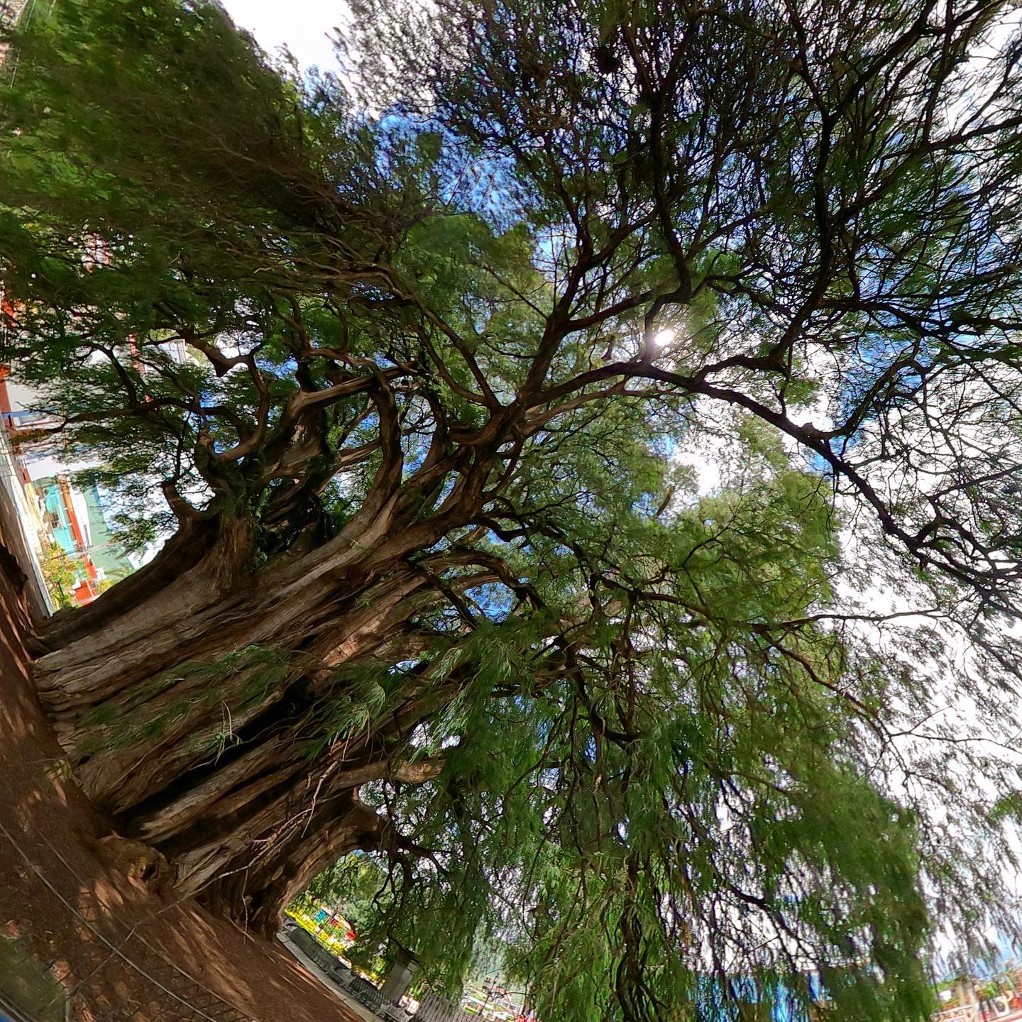 Testigo milenario 👴
-
El árbol 🌳 del Tule, en Santa María del Tule, Oaxaca es un ahuehuete, tiene aproximadamente 58 m re circunferencia en su copa, 42 m de altura, 14 m de diámetro en su tronco y al rededor de 2,000 años de antigüedad 😱
¿Lo conoces?