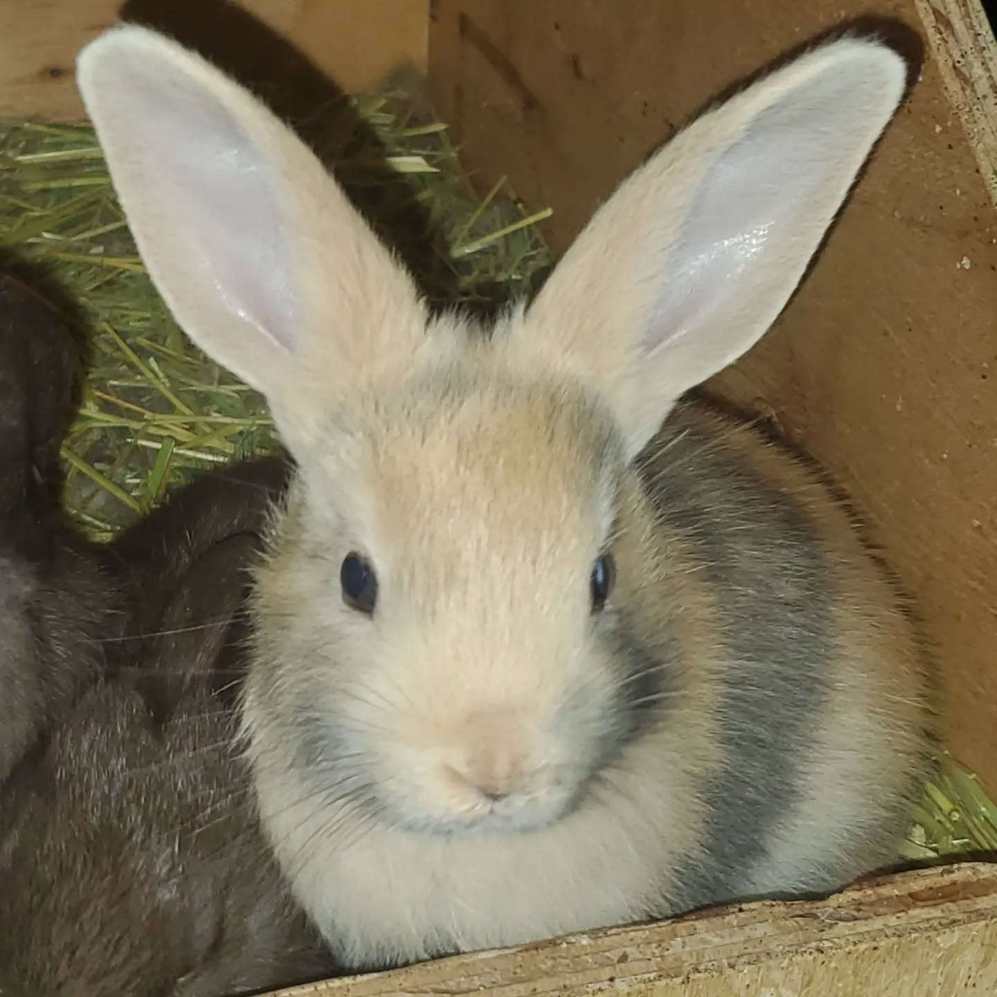 Ears! 🥰
www.mysticmoonlightfarm.com
#mysticmoonlightrabbits #mysticmoonlightfarm #rabbitlitter #rabbitbreeder #rabbits #rabbitsofinstagram #babybunnies #babybunniesofinstagram #bunniesofinstagram #bunnies #bunnylife #rabbitlove #harlequinrabbits #chocolateharlequin #harlequinbunny #harlequinbabies #ears