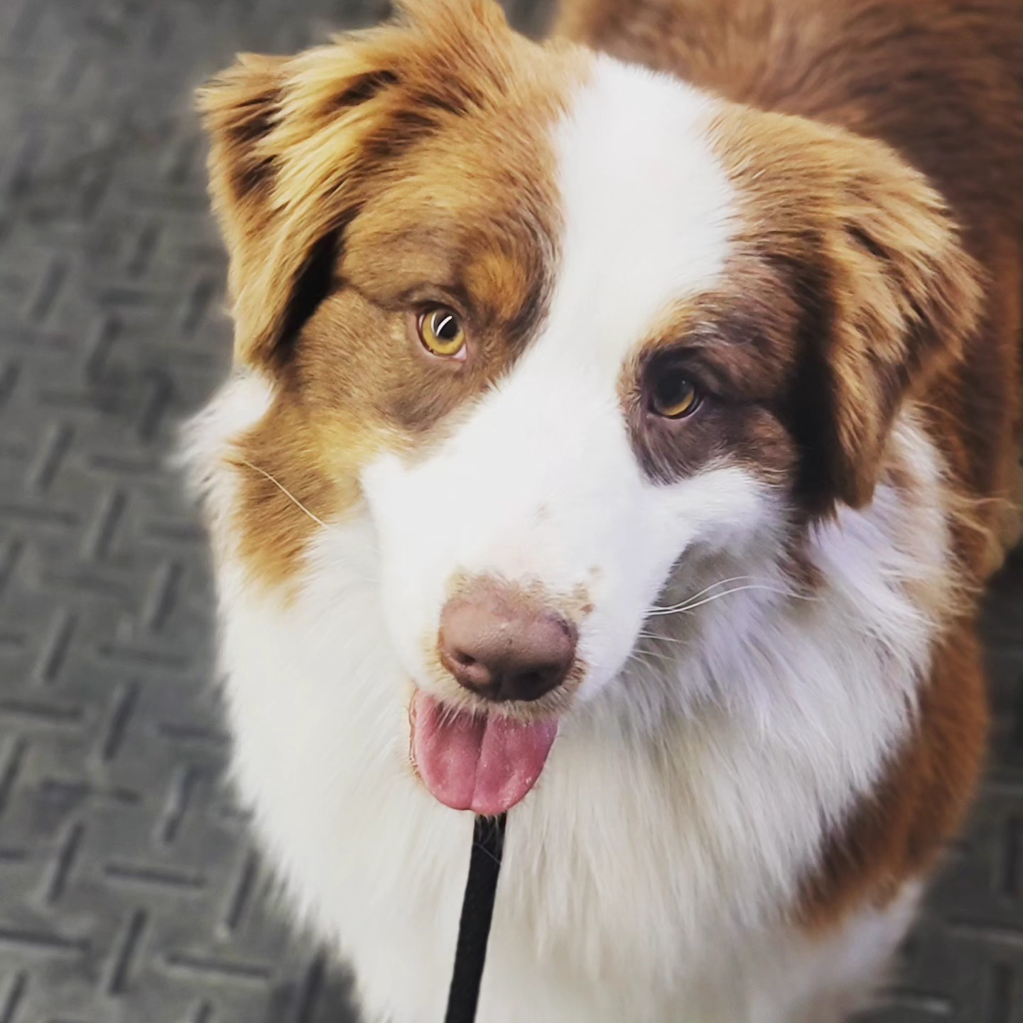 Our handsome up-and-comer Noah๐
We love his dedication to his mum, his go big or go home effort to do his best, his caring nature and best of all his adoring eyes. I adore you too Noah. ๐
CH Wenlisa's Vested Interest at AusableRVR
@ladyehgo @wensley.lisa
#aussiesofinstagram #aussiesofig #australianshepherd #australianshepherdsofinstagram