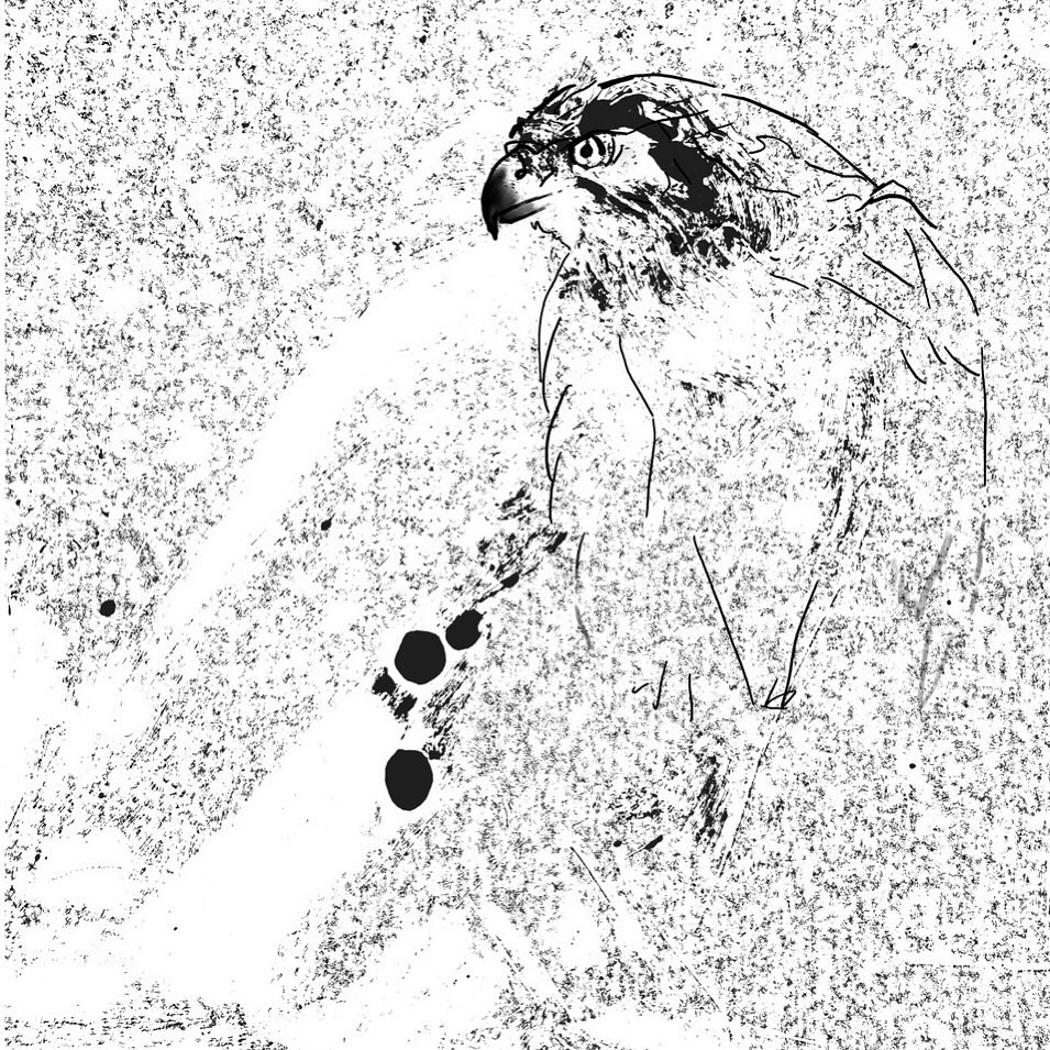Goshawk.
What is it about falconry that captures our imagination so? For me, it has something to do with the proximity to a bird of prey’s intense agency and the freedom it embodies in flight.
That, and the fact that falcons and hawks were always companions on quests.
I love a good quest.
#drawingsmatter #blackandwhite #TheGoshawk #THWhite #falconry