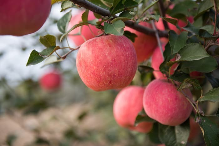 Upick for Fri., 8/19
Honeycrisp Apples
Sweet Maia Apples
Zestar Apples
Peaches
Red raspberries
Blackberries
Tomatoes
Eggplant
Peppers
Tomatillos
Flowers
All good picking.
