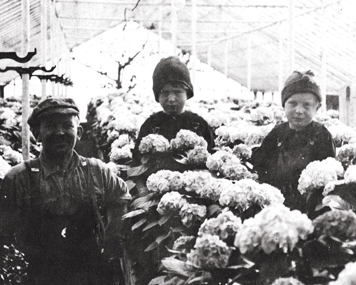 Our history with hydrangeas goes pretty far back!