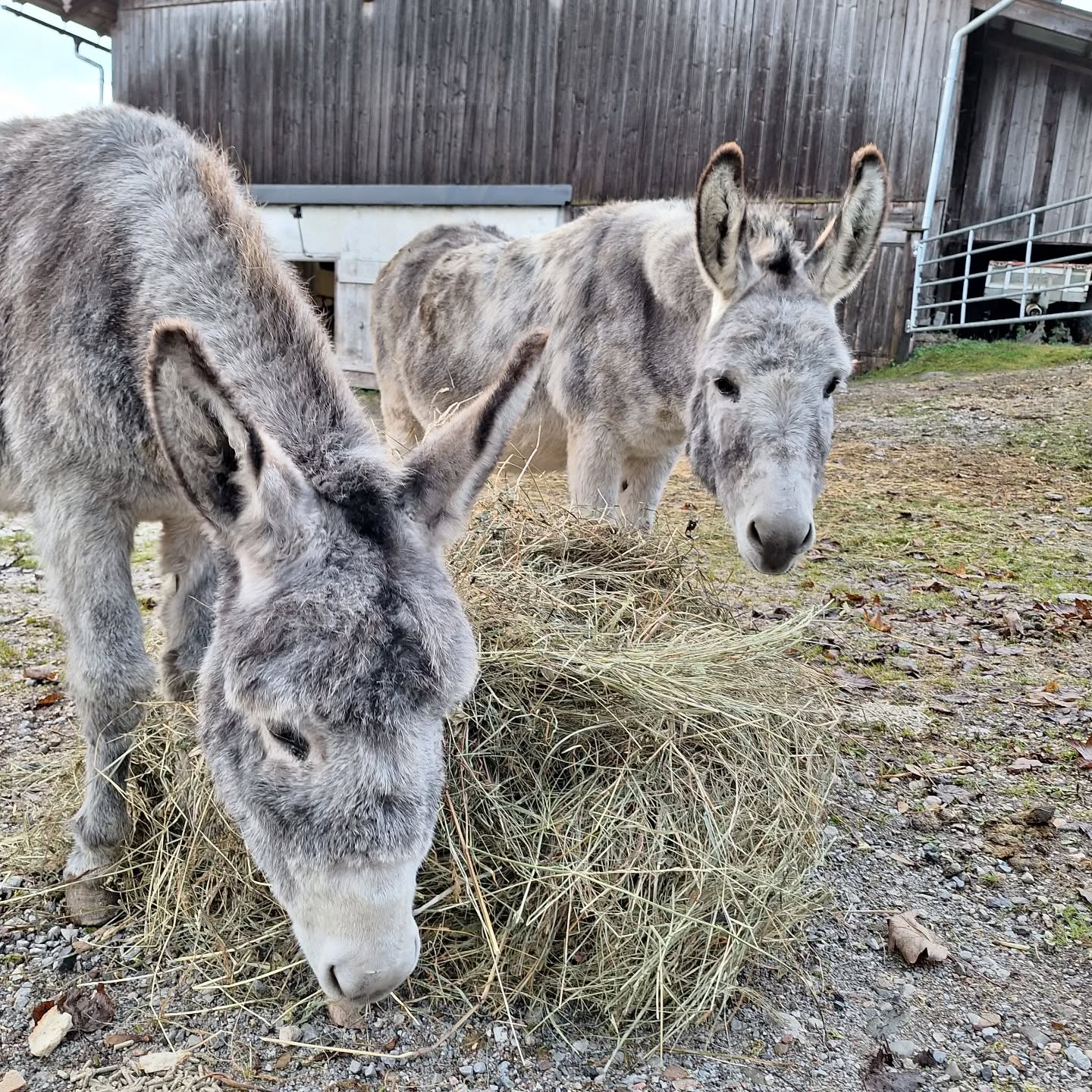 Lilli und Pietro
.
.
.
.
.
.
#eselliebe
#graueesel
#tierischefreunde
#frischesheu
#tierliebe