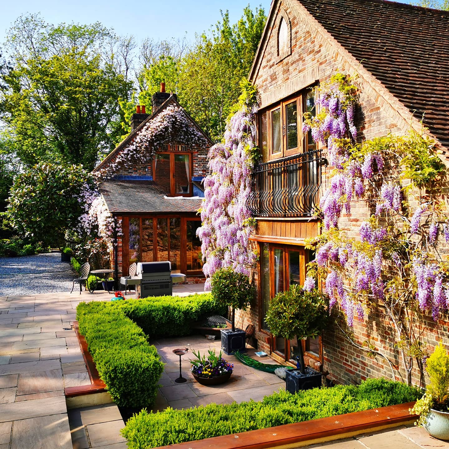 This Wisteria we pruned in February is flowering like crazy right now, in the distant is a pink Clematis Montana which is also blooming like mad. Box Hedging (Buxus Sempervirens) in the foreground won't be cut until mid May to the second week of June. Then again in from the end of August to the beginning of September. Notice the Peacock basking in the sun!
#wisteria #clematis #gardening #garden #bloomsford #countryhouse #countryliving #barn #barnconversion #peacock #boxhedge #gardenphotography #outdoors