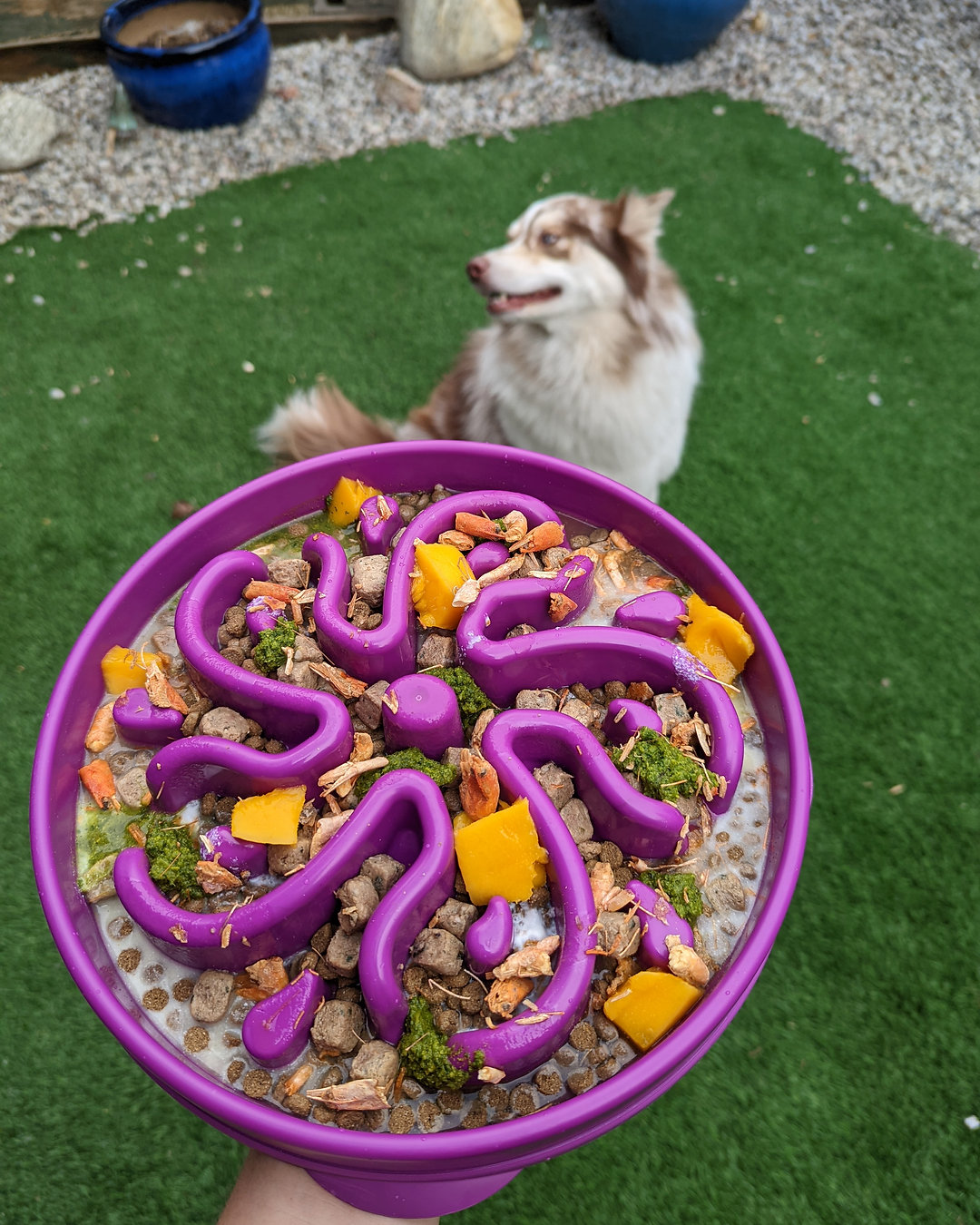 Add fresh, nutritious variety to their bowl without upsetting the balance. 🥕🥩🐟 Read Three Ways to Add Fresh Food to Their Bowl for safe, practical ideas and how to do it right.
https://www.vivapets.ca/post/three-ways-to-add-fresh-food-to-their-bowl
#PetNutrition #PetWellness #FreshFoodForPets #DogOwners #CatOwners #HealthyPets