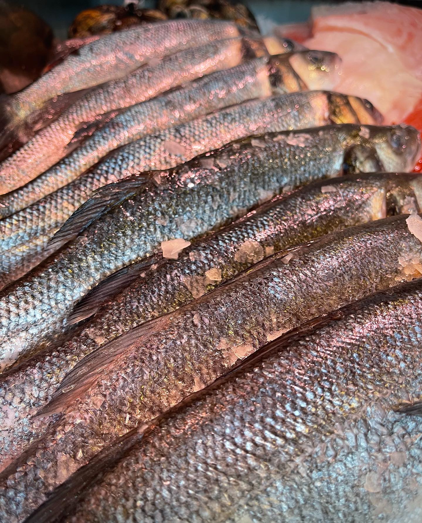 VERSE WILDE ZEEBAARS ๐
Nu bij ons in de toonbank. ๐ฅ Heerlijk als hele vis in de oven of om als filet te bakken op de huid.
#zeebaars #seabass #fish #freshfish #versevis