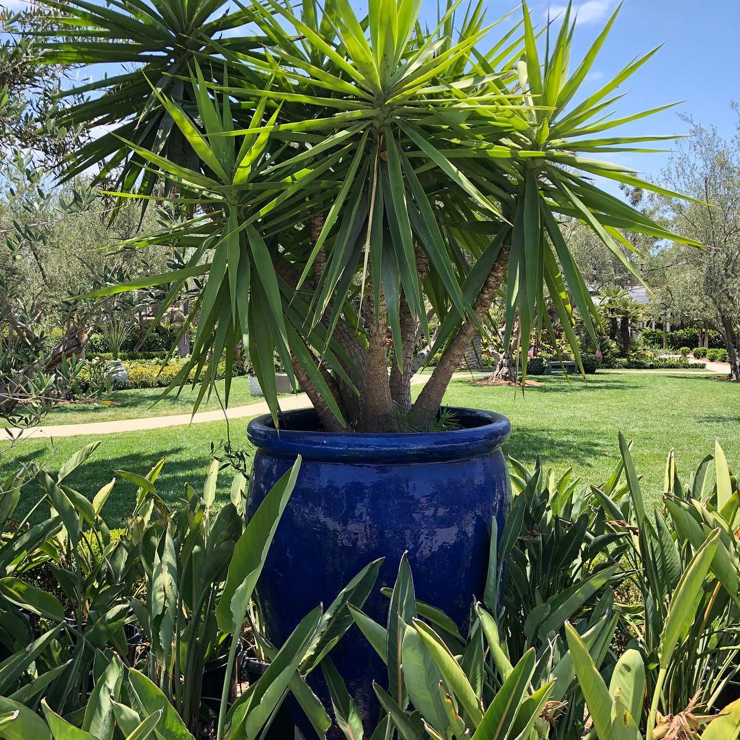 Can’t wait to see these gorgeous pots at our Toulon project💙🌿 #newportbeachhomes #sulisoinc #thenurserybysouthwinds #oclandscape