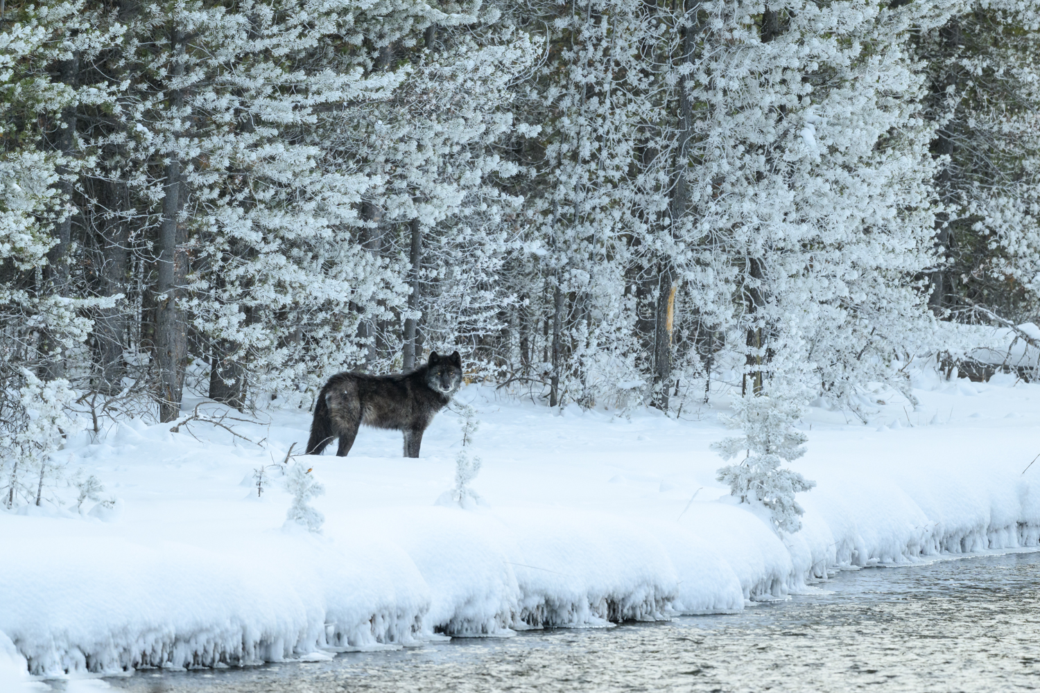 It is Sunday morning, early, and I am quietly reflecting on my two weeks in Yellowstone National Park. Try as I may, I do not possess adequate words to explain how this place affects me. I am in awe of the wild beauty and the wildness. This adventure began 18 days ago in Bozeman, Montana. Yesterday, it ended in West Yellowstone, Montana. In between, there were indescribably exciting photographic moments and deeply personal ones as well. My two groups and I photographed wildlife and scenery in the Lamar Valley and several parts of the interior amidst the cold and snow of winter. Our memory cards are full. Equally important, our hearts are full. When my first group and I arrived in Bozeman, we were greeted by mild temperatures and a brown, snowless landscape. Our first subjects in the park to begin our photo adventure were Pronghorn Antelopes grazing on hillsides just outside Gardiner. Our last subjects were graceful Trumpeter Swans along the Madison River near the west entrance. My second group started by viewing a Mountain Lion and her three kits through a spotting scope as they fed on an Elk kill near Mammoth. Yesterday morning, my second group and I endured temperatures at Madison Junction that reached -32 degrees Fahrenheit while photographing Bison covered in frost. We concluded our day and workshop, and my two-week adventure, photographing a lone black Wolf along the Firehole River. Both weeks featured wonderful clients and people. Both weeks featured many laughs and heartfelt conversations. Each week, each group was uniquely different in what we saw and photographed. Most importantly, both weeks were richly rewarding. For those who appreciate nature in its raw, primal self, I strongly suggest coming here, to where the wild things are. I look forward to experiencing it again next year.
Photograph What You Feel
Nikon Z9
Nikon 600mm f6.3s Lens
ISO: 1600
AP: f7.1
EXP: 1/640th of a Second on a Gitzo Tripod with RRS BH55 Ballhead While Quietly Begging the Wolf to Look at Me
.
#photographwhatyoufeel #wolf #yellowstonenationalpark #wildlifephotography #wildlife_captures