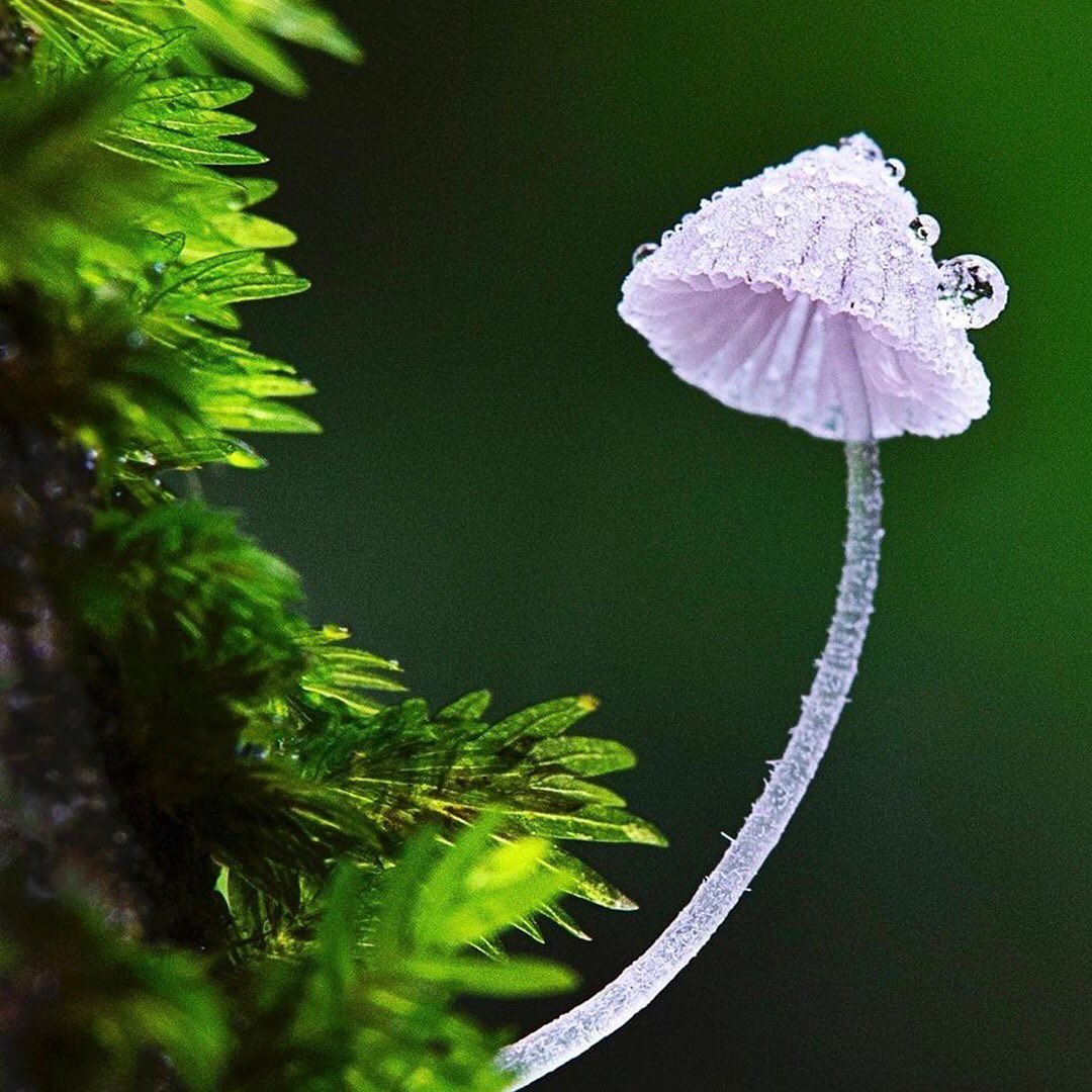 Sunlit Glistening Mycena Mushroom
Photo by @joycelcy_macro
Subscribe to @trilliontreescampaign for more inspiring nature content and to connect with easy ways to plant trees around the world.
One of the easiest ways to create more mushroom habitat is to help plant trees by switching your web browser to @Ecosia to plant trees for free while you search the web. Ecosia.org is the ‘search engine that plants trees’ by donating 80% of their advertising revenue to effective tree planting projects around the world with a focus on biodiversity hotspots.
#trilliontreescampaign #trilliontrees #reforestation #generationrestoration #fungi #natureenthusiast #explorenature #nature_brilliance #inspiredbynature #fungilove #fungiphotography #fungilover #fungiofinstagram #mycellium #mushrooms #mushroomsociety #mushroomsofinstagram #wildnature #naturebeauty #naturetherapy #incrediblenature #beauty_of_nature #givebacktonature #inspiredbynature_ #naturelifeearth #mycophile #mycology #goneshroomin #shrooms #hongos