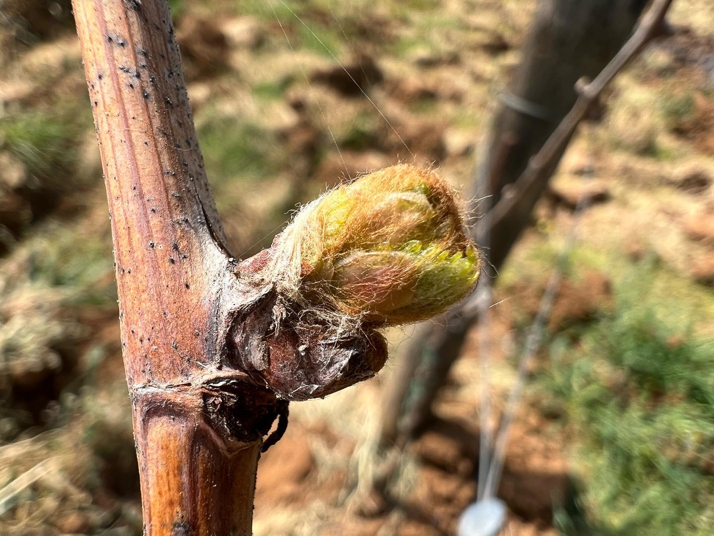 La stagione 2022 sta partendo, qui un bel Sangiovese in provincia di Siena.
Occhi aperti per le temperature, possibile ritorno del gelo?
#stagione2022 #viticoltura #sangiovese #germogliamentovite #primavera