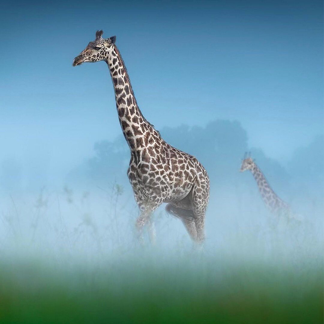Giraffes in the Misty Masai Mara Morning
“Giraffes live together in herds with an average of 10 to 15 individuals. This helps them survive against predators, taking turns feeding while others look out for danger. Though they’re generally mild-mannered, an adult Giraffe can shatter a Lion’s skull with one powerful kick. Surviving in the harsh African wilderness leaves little time for sweet slumbers. Giraffes are constantly on alert for danger, so they usually manage to function on just two hours of sleep a day. They normally sleep while standing, just like horses. They will occasionally lie down, folding their legs under their body but keeping their heads erect. The Giraffe is the tallest living mammal on Earth. Males grow to be about 18 feet tall. Females are slightly shorter than the males, but still reach a staggering height of 14 feet.” www.greenglobaltravel.com
One of the easiest ways to increase wildlife habitat is to help plant trees by switching your web browser to @Ecosia to plant trees for free while you search the web. Ecosia.org is the ‘search engine that plants trees’ by donating 80% of their advertising revenue to effective tree planting projects around the world with a focus on biodiversity hotspots.
Photo by @thomasvijayan
Subscribe to @_trees_are_awesome for more inspiring nature content and to connect with easy ways to plant trees around the world.
#trilliontreescampaign #trilliontrees #reforestation #generationrestoration #wildnature #wildlife #wildlifehabitat #habitat #biodiversity #wildlifeplanet #wildlife_inspiration #wildanimals #naturephotography #mothernaturerocks #treeconnection #naturegrams #givebacktonature #nature_inspiration #naturebeauty_pix #naturemeditation #natureinspiredbeauty #naturelifeearth #naturelifeearth #acacia #giraffes #giraffe #giraffelove #giraffelover #giraffesofinstagram #africangiraffe