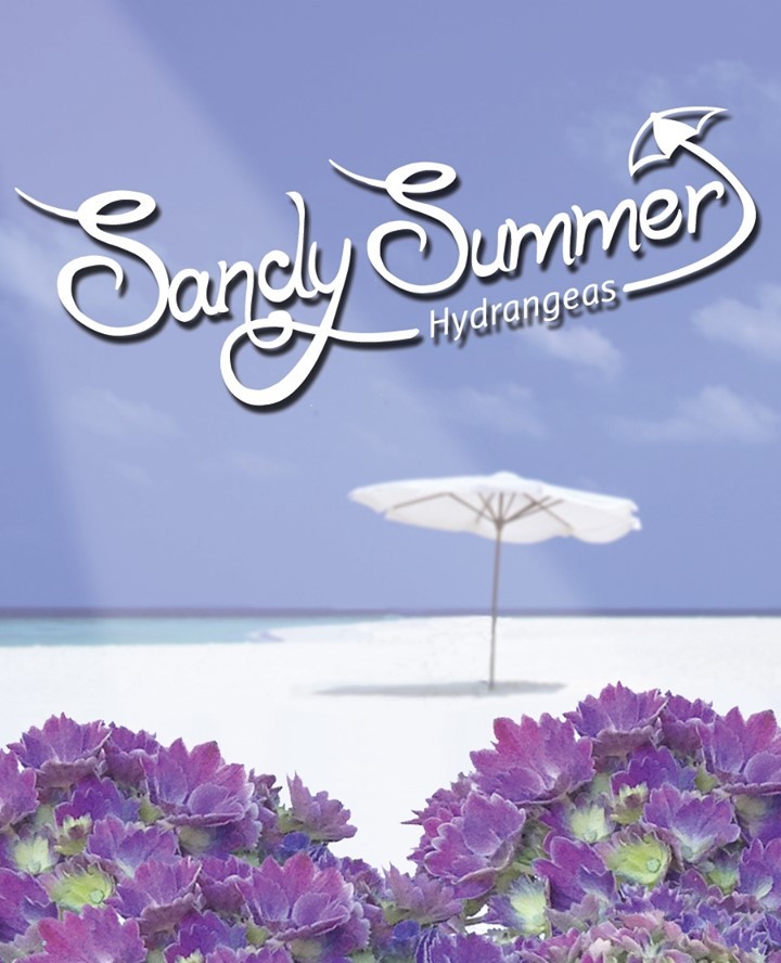 Summers almost gone... but just like the season, our Sandy Summer Hydrangeas will come back next year!