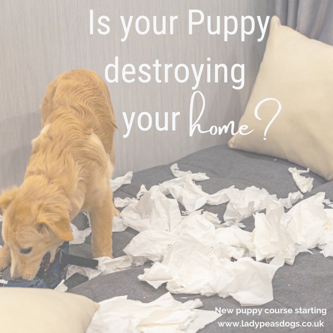 Is your puppy just chewing everything and everyone? Do you feel like your house and garden are being destroyed. Or do you just need some help to set your puppy off on the right paw?
If so then we have the perfect course for you both. Our new online puppy/beginners 6 weeks course is starting again on 24th May @6.00pm. This amazing course is only £70. You will receive access to an online platform where you can rewatch the live sessions, get handouts, videos and any other help. To get booked please click:
https://www.ladypeasdogs.co.uk/offers/eAvbMkvW
#dog #dogs #puppy #puppies #puppylife #dogtraining #puppyclasses #ladypeasdogs #onlinetrainer