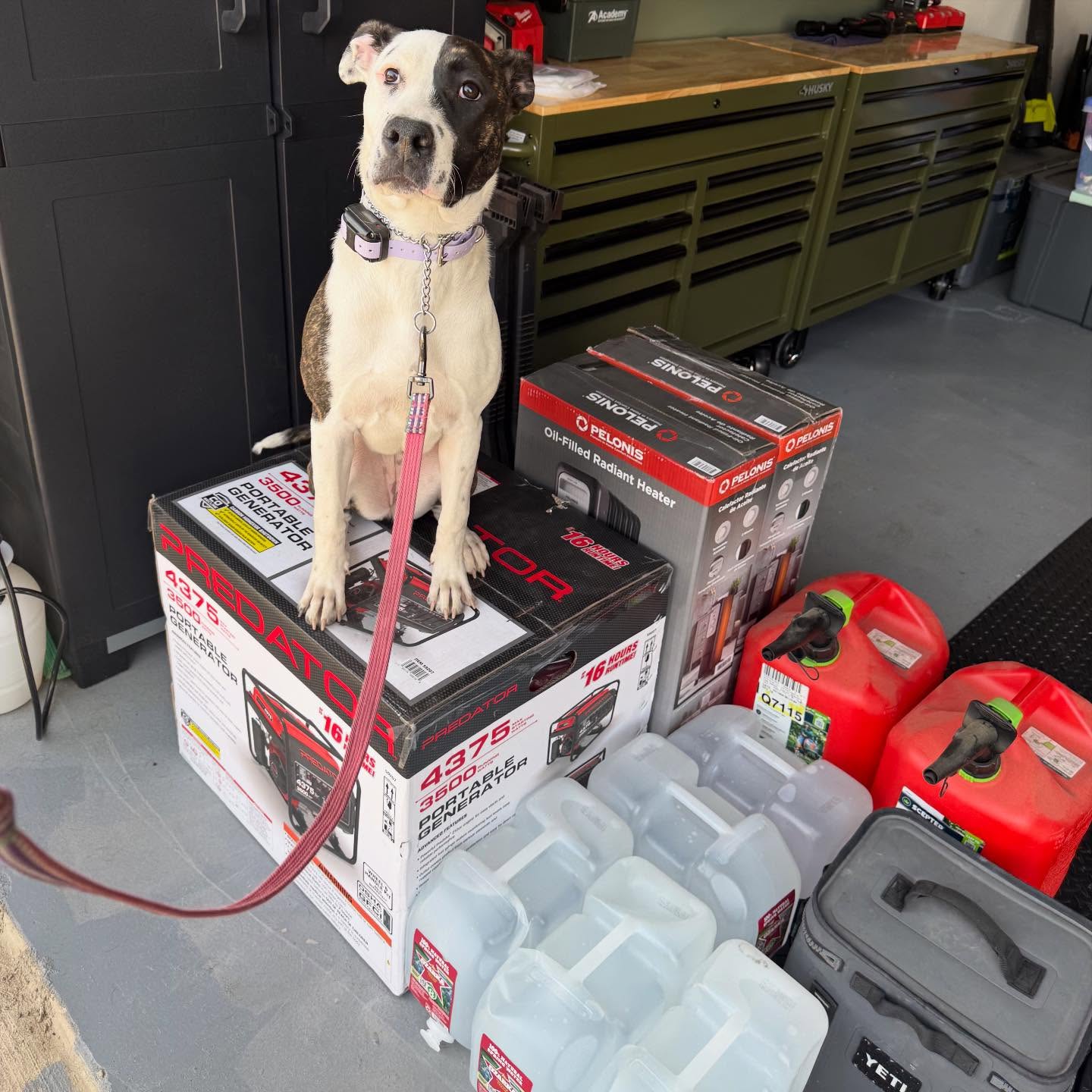 Pepper 🌶️🐾 is helping us prep for this crazy storm this weekend! We hope that everyone and their pups stay safe and warm! 🌨️❄️