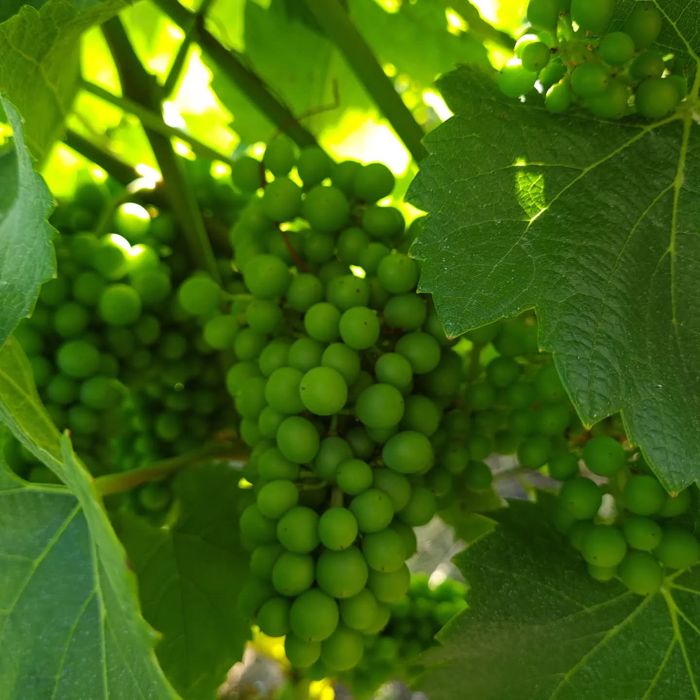 Les grains se gonflent...